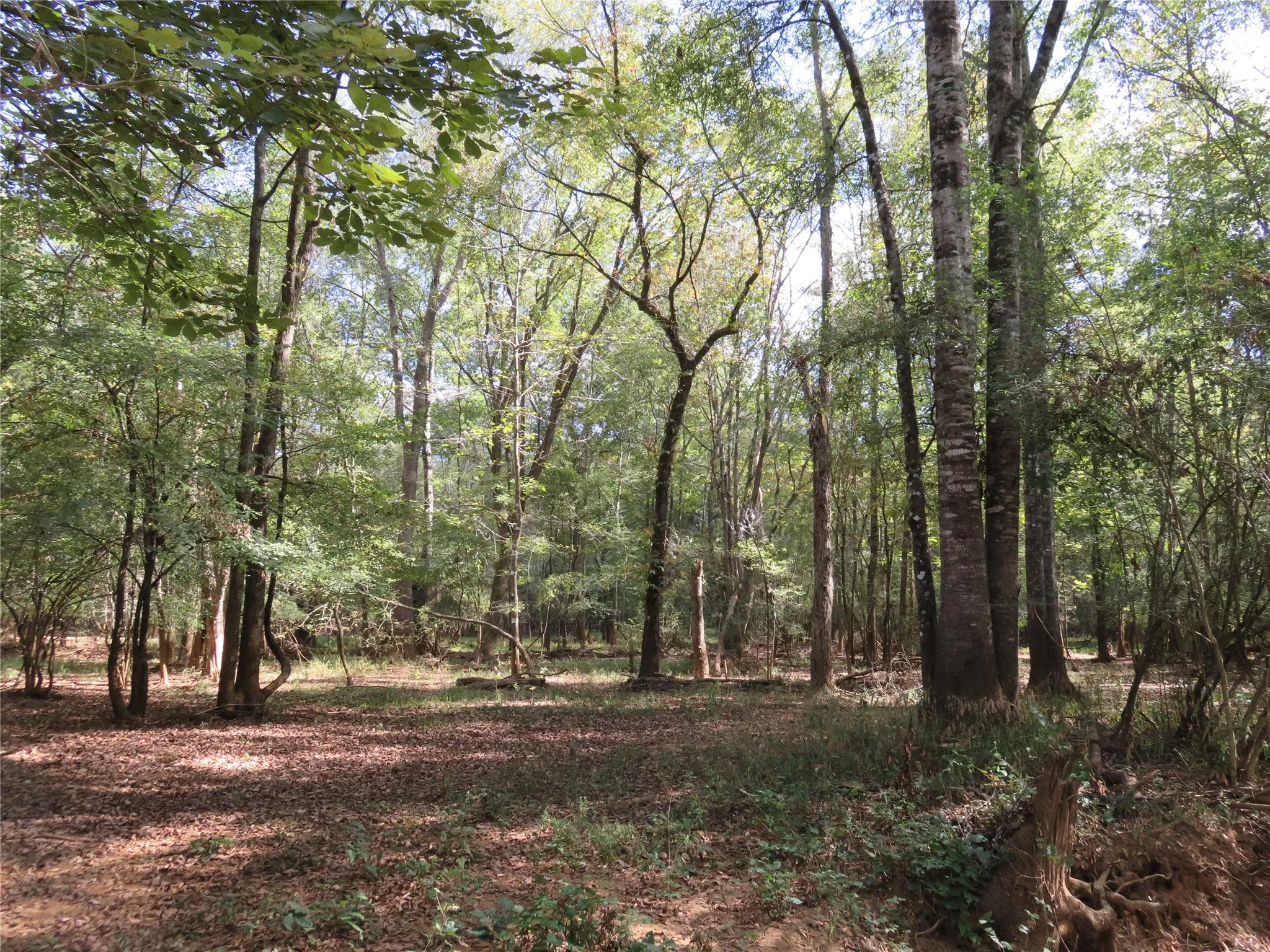Improved Land For Sale in Nacogdoches County , 9795 Highway 59, Nacogdoches, Texas 75964, 0, 0, Garage spaces, 0 Sqft, built in 0, mls#21409363, Real Estate Agent in Nacogdoches, Homes For Sale in Nacogdoches county, Homes For Sale in Nacogdoches, Realtor in Nacogdoches Texas, Real Estate Brokerage Independent Realty Texas, Luminita Cordes Realtor