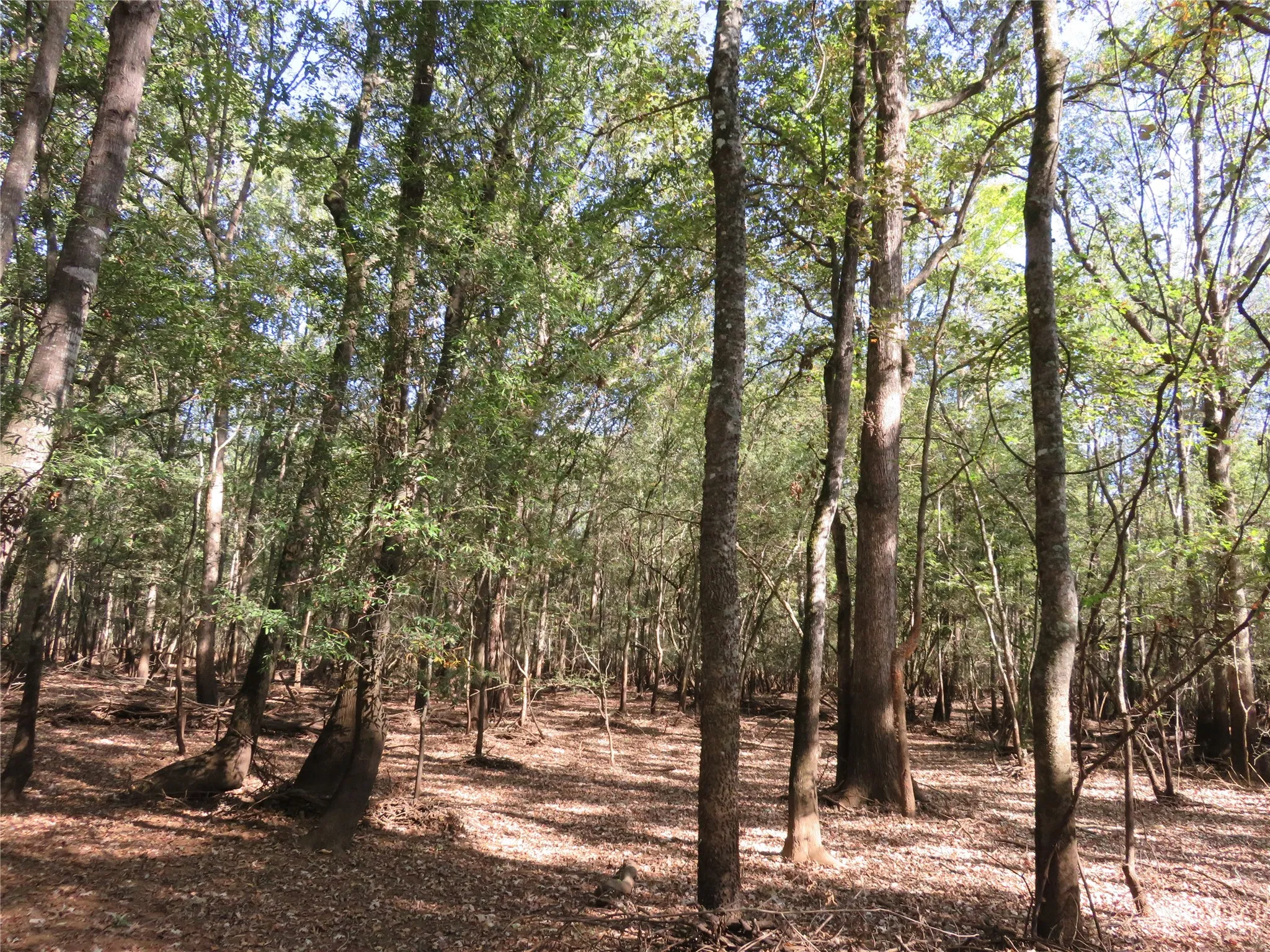 Improved Land For Sale in Nacogdoches County , 9795 Highway 59, Nacogdoches, Texas 75964, 0, 0, Garage spaces, 0 Sqft, built in 0, mls#21409363, Real Estate Agent in Nacogdoches, Homes For Sale in Nacogdoches county, Homes For Sale in Nacogdoches, Realtor in Nacogdoches Texas, Real Estate Brokerage Independent Realty Texas, Luminita Cordes Realtor