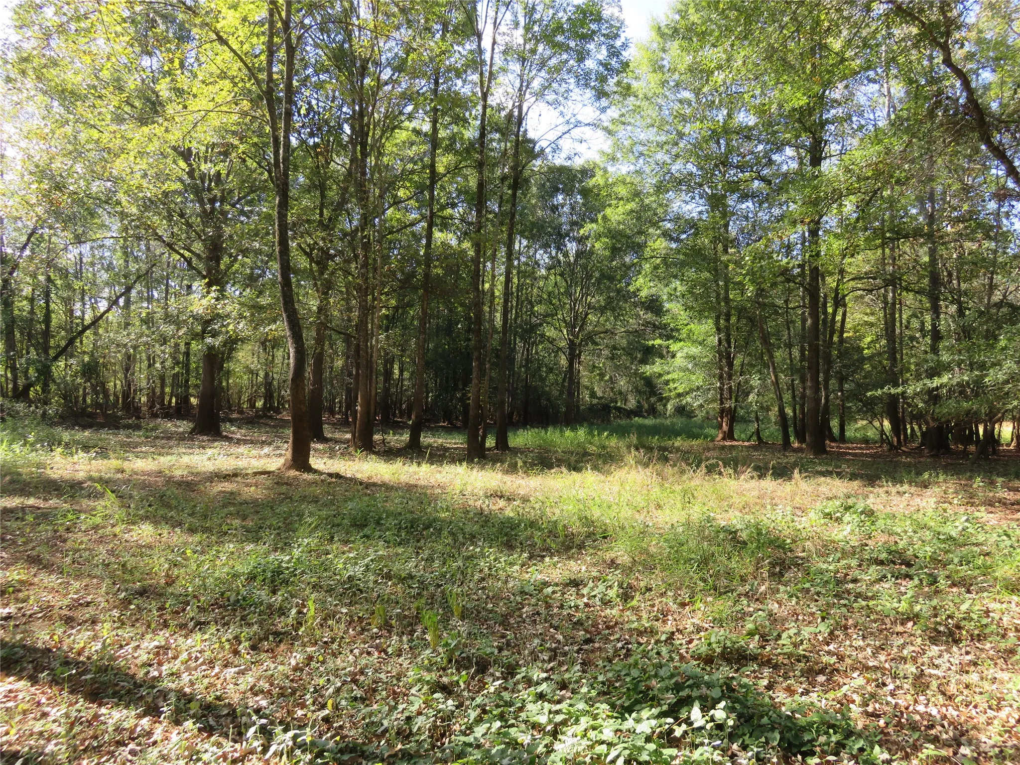 Improved Land For Sale in Nacogdoches County , 9795 Highway 59, Nacogdoches, Texas 75964, 0, 0, Garage spaces, 0 Sqft, built in 0, mls#21409363, Real Estate Agent in Nacogdoches, Homes For Sale in Nacogdoches county, Homes For Sale in Nacogdoches, Realtor in Nacogdoches Texas, Real Estate Brokerage Independent Realty Texas, Luminita Cordes Realtor