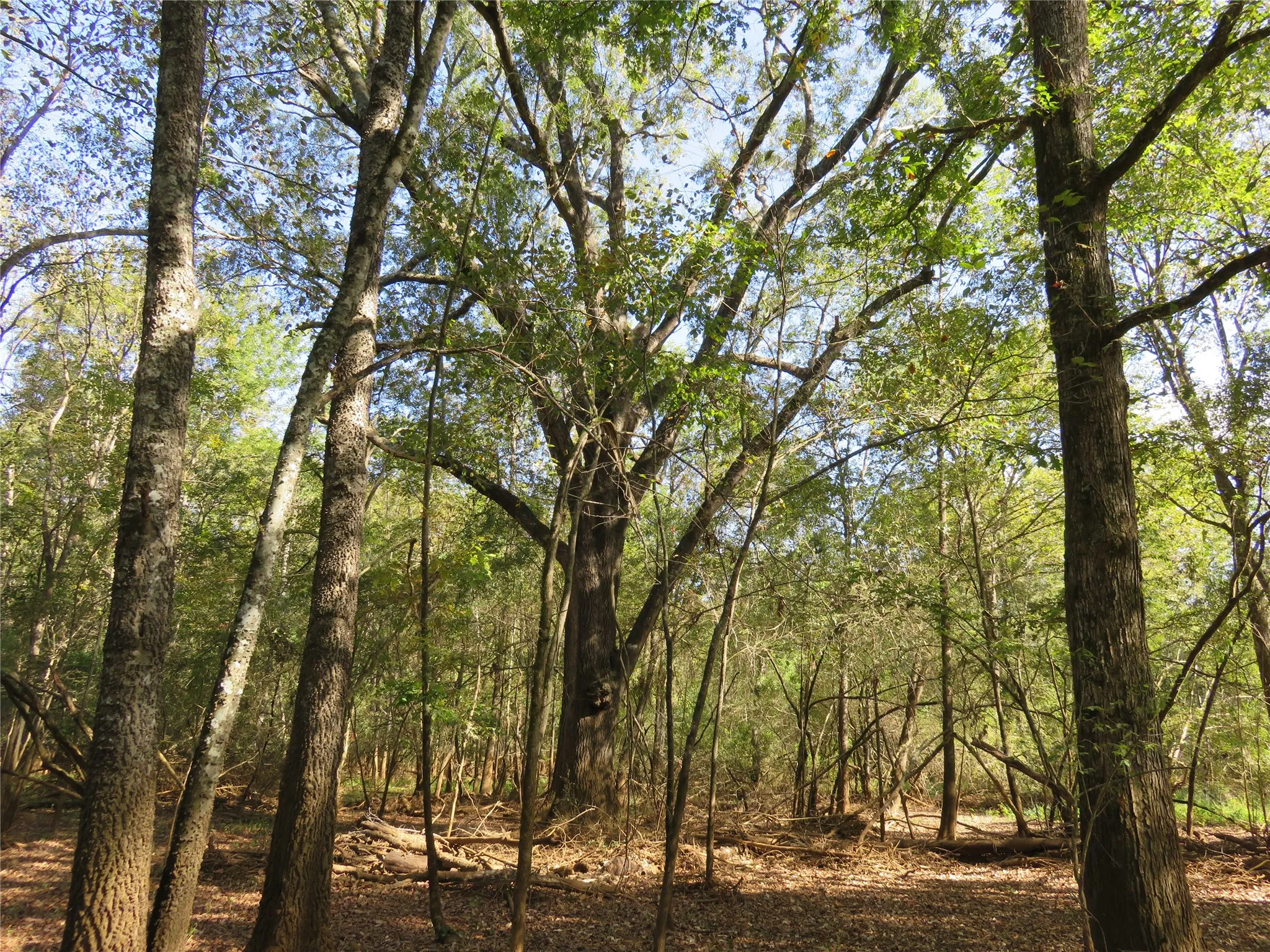 Improved Land For Sale in Nacogdoches County , 9795 Highway 59, Nacogdoches, Texas 75964, 0, 0, Garage spaces, 0 Sqft, built in 0, mls#21409363, Real Estate Agent in Nacogdoches, Homes For Sale in Nacogdoches county, Homes For Sale in Nacogdoches, Realtor in Nacogdoches Texas, Real Estate Brokerage Independent Realty Texas, Luminita Cordes Realtor