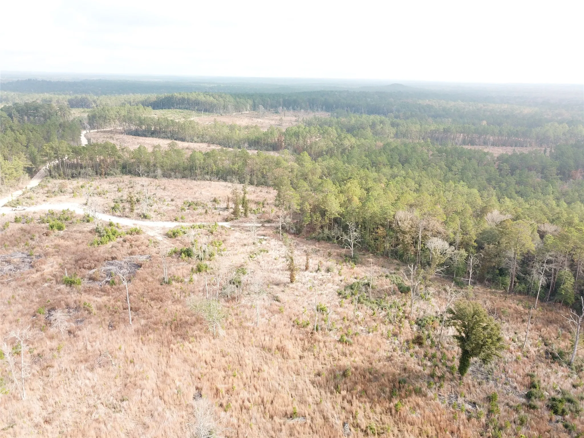 Unimproved Land For Sale in Tyler County , 00 County Road 2845, Colmesneil, Texas 75938, 0, 0, Garage spaces, 0 Sqft, built in 0, mls#21409471, Real Estate Agent in Colmesneil, Homes For Sale in Tyler county, Homes For Sale in Colmesneil, Realtor in Colmesneil Texas, Real Estate Brokerage Independent Realty Texas, Luminita Cordes Realtor