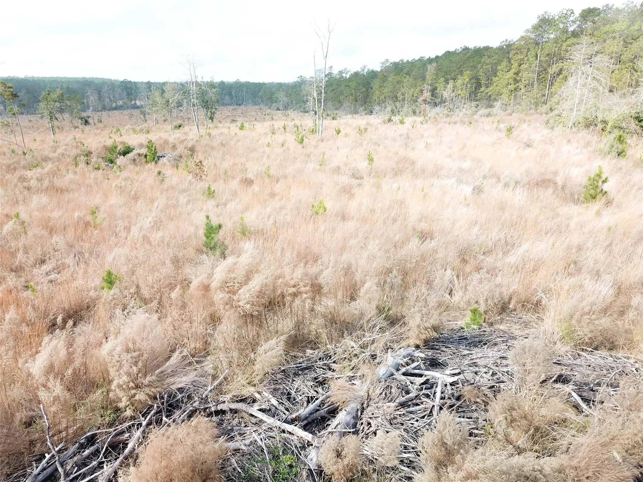 Unimproved Land For Sale in Tyler County , 00 County Road 2845, Colmesneil, Texas 75938, 0, 0, Garage spaces, 0 Sqft, built in 0, mls#21409471, Real Estate Agent in Colmesneil, Homes For Sale in Tyler county, Homes For Sale in Colmesneil, Realtor in Colmesneil Texas, Real Estate Brokerage Independent Realty Texas, Luminita Cordes Realtor