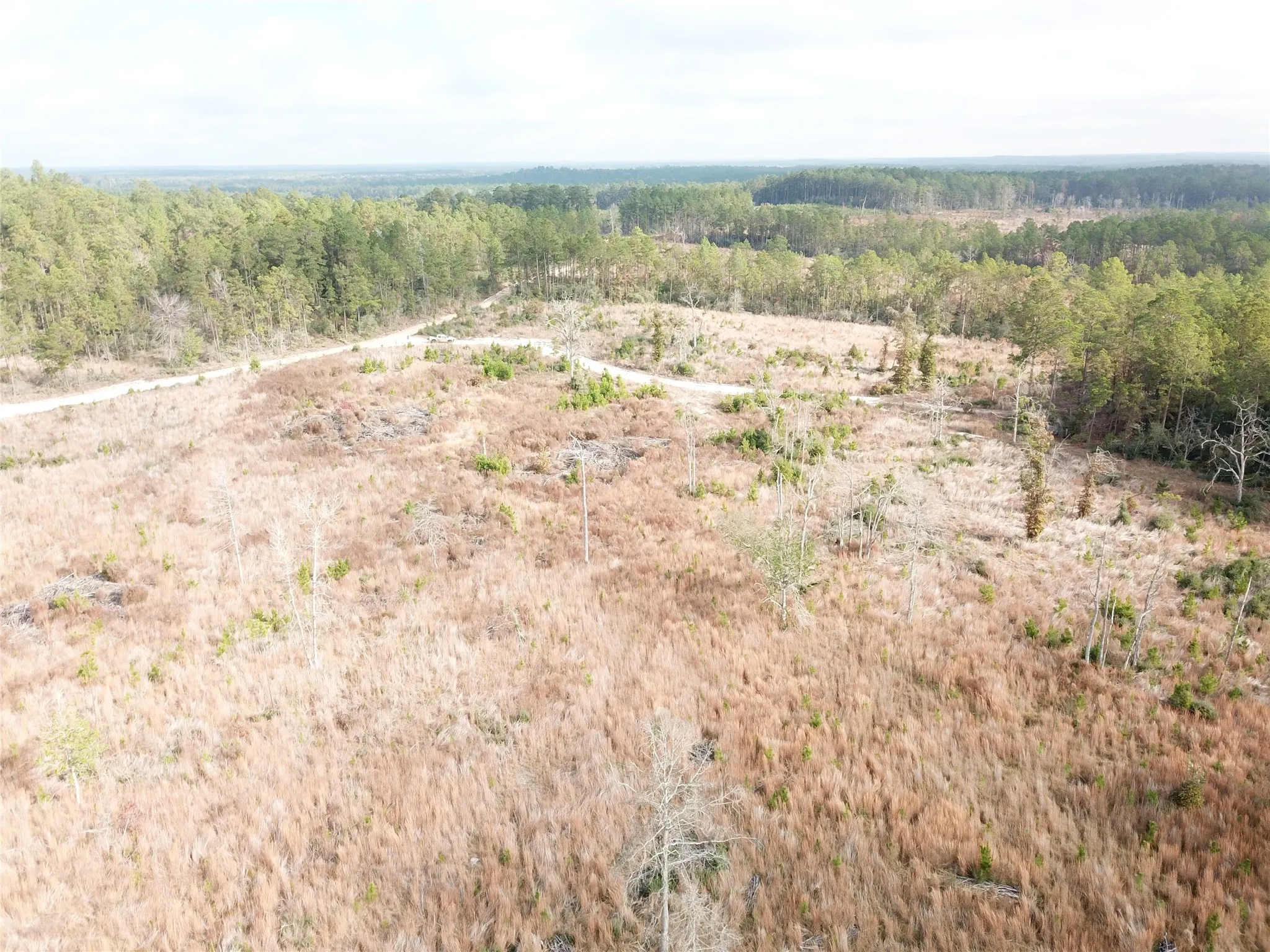 Unimproved Land For Sale in Tyler County , 00 County Road 2845, Colmesneil, Texas 75938, 0, 0, Garage spaces, 0 Sqft, built in 0, mls#21409471, Real Estate Agent in Colmesneil, Homes For Sale in Tyler county, Homes For Sale in Colmesneil, Realtor in Colmesneil Texas, Real Estate Brokerage Independent Realty Texas, Luminita Cordes Realtor