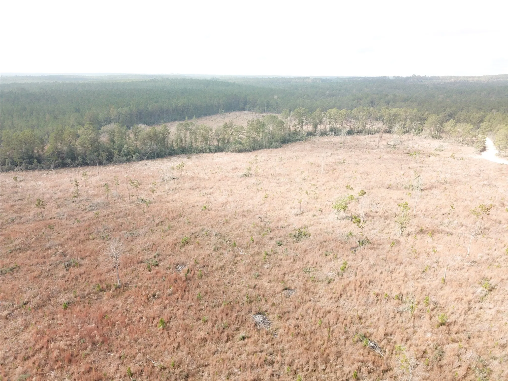 Unimproved Land For Sale in Tyler County , 00 County Road 2845, Colmesneil, Texas 75938, 0, 0, Garage spaces, 0 Sqft, built in 0, mls#21409471, Real Estate Agent in Colmesneil, Homes For Sale in Tyler county, Homes For Sale in Colmesneil, Realtor in Colmesneil Texas, Real Estate Brokerage Independent Realty Texas, Luminita Cordes Realtor