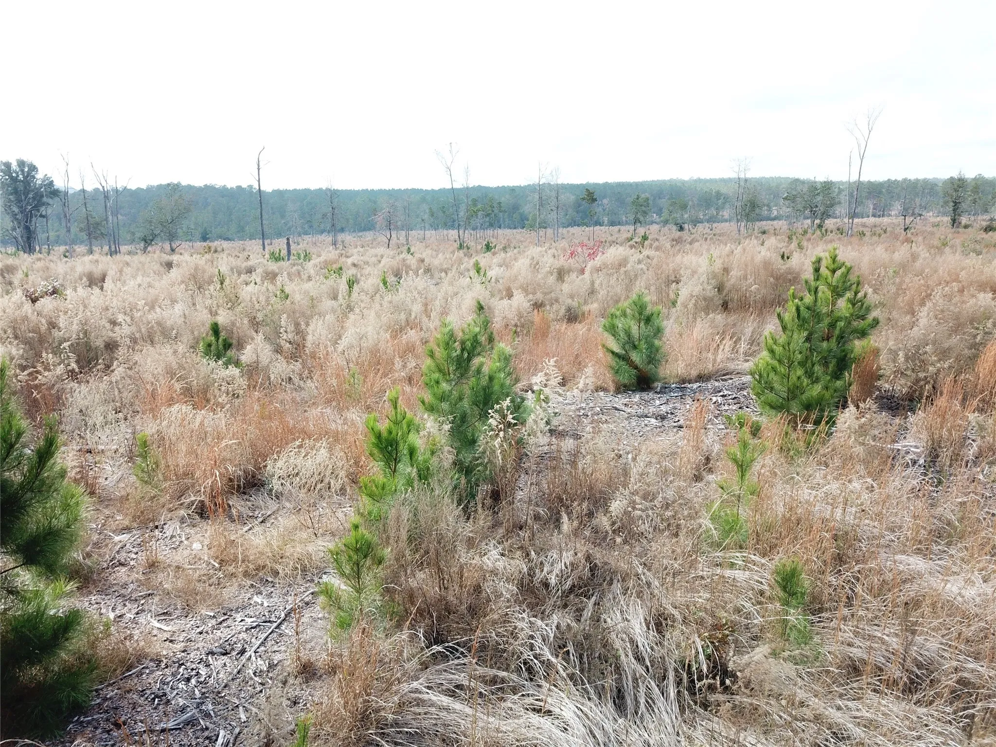 Unimproved Land For Sale in Tyler County , 00 County Road 2845, Colmesneil, Texas 75938, 0, 0, Garage spaces, 0 Sqft, built in 0, mls#21409471, Real Estate Agent in Colmesneil, Homes For Sale in Tyler county, Homes For Sale in Colmesneil, Realtor in Colmesneil Texas, Real Estate Brokerage Independent Realty Texas, Luminita Cordes Realtor