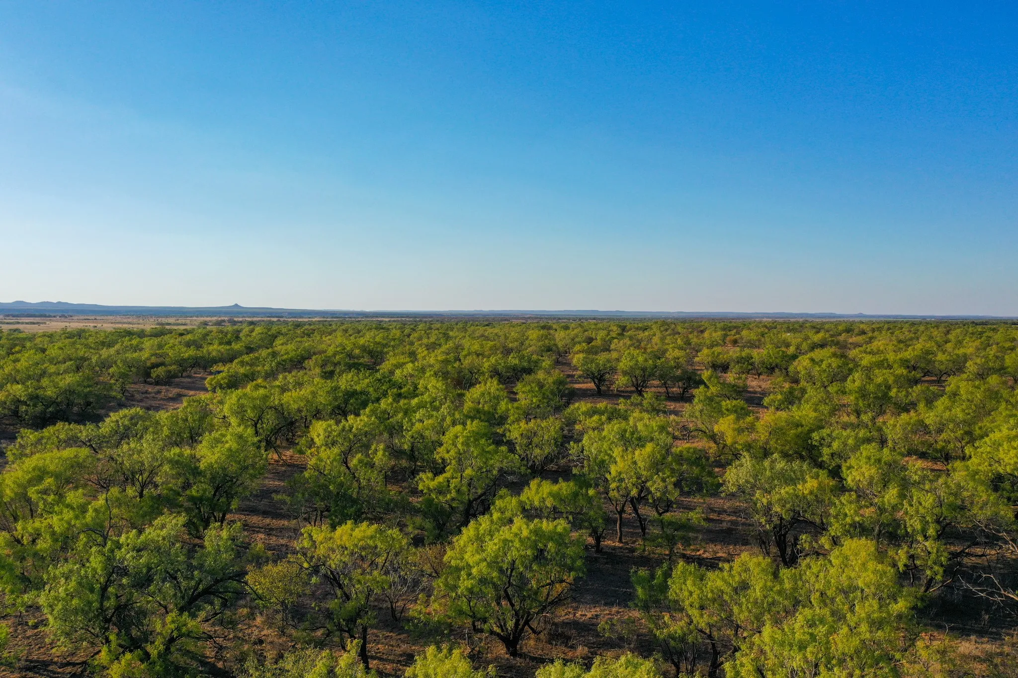 Ranch For Sale in Haskell County , TBD FM 2279, Rochester, Texas 79544, 0, 0, Garage spaces, 0 Sqft, built in 0, mls#21404706, Real Estate Agent in Rochester, Homes For Sale in Haskell county, Homes For Sale in Rochester, Realtor in Rochester Texas, Real Estate Brokerage Independent Realty Texas, Luminita Cordes Realtor