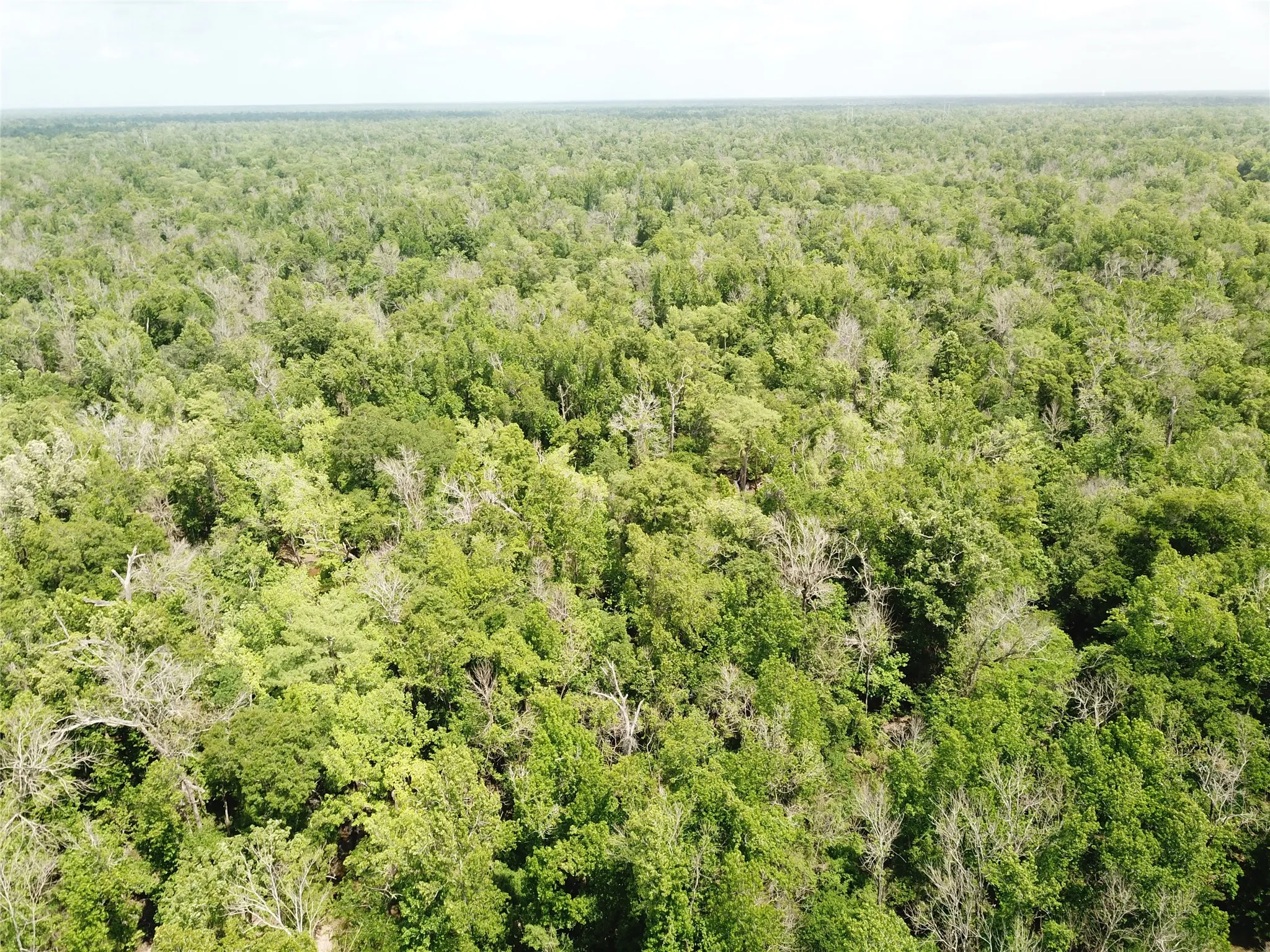Unimproved Land For Sale in Newton County , 00 Indian Lake Road, Orange, Texas 77614, 0, 0, Garage spaces, 0 Sqft, built in 0, mls#21409646, Real Estate Agent in Orange, Homes For Sale in Newton county, Homes For Sale in Orange, Realtor in Orange Texas, Real Estate Brokerage Independent Realty Texas, Luminita Cordes Realtor