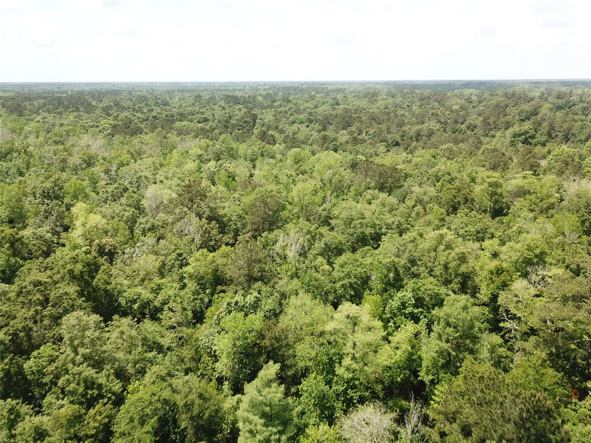 Unimproved Land For Sale in Newton County , 00 Indian Lake Road, Orange, Texas 77614, 0, 0, Garage spaces, 0 Sqft, built in 0, mls#21409646, Real Estate Agent in Orange, Homes For Sale in Newton county, Homes For Sale in Orange, Realtor in Orange Texas, Real Estate Brokerage Independent Realty Texas, Luminita Cordes Realtor