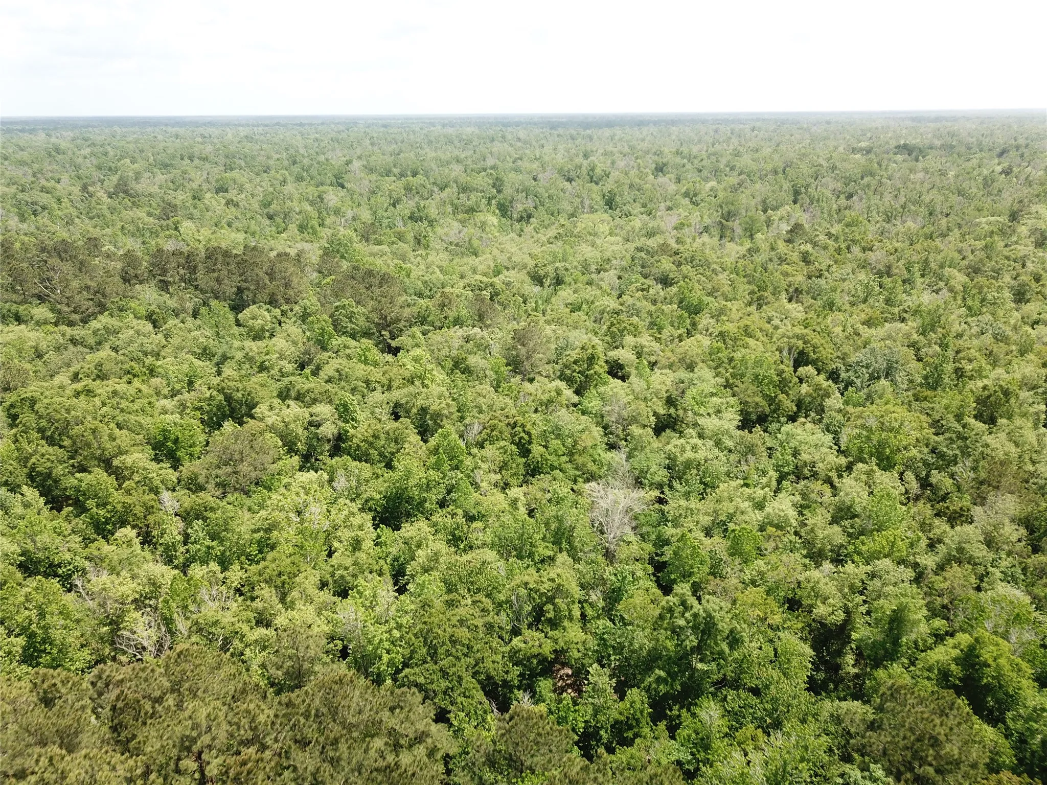 Unimproved Land For Sale in Newton County , 00 Indian Lake Road, Orange, Texas 77614, 0, 0, Garage spaces, 0 Sqft, built in 0, mls#21409646, Real Estate Agent in Orange, Homes For Sale in Newton county, Homes For Sale in Orange, Realtor in Orange Texas, Real Estate Brokerage Independent Realty Texas, Luminita Cordes Realtor