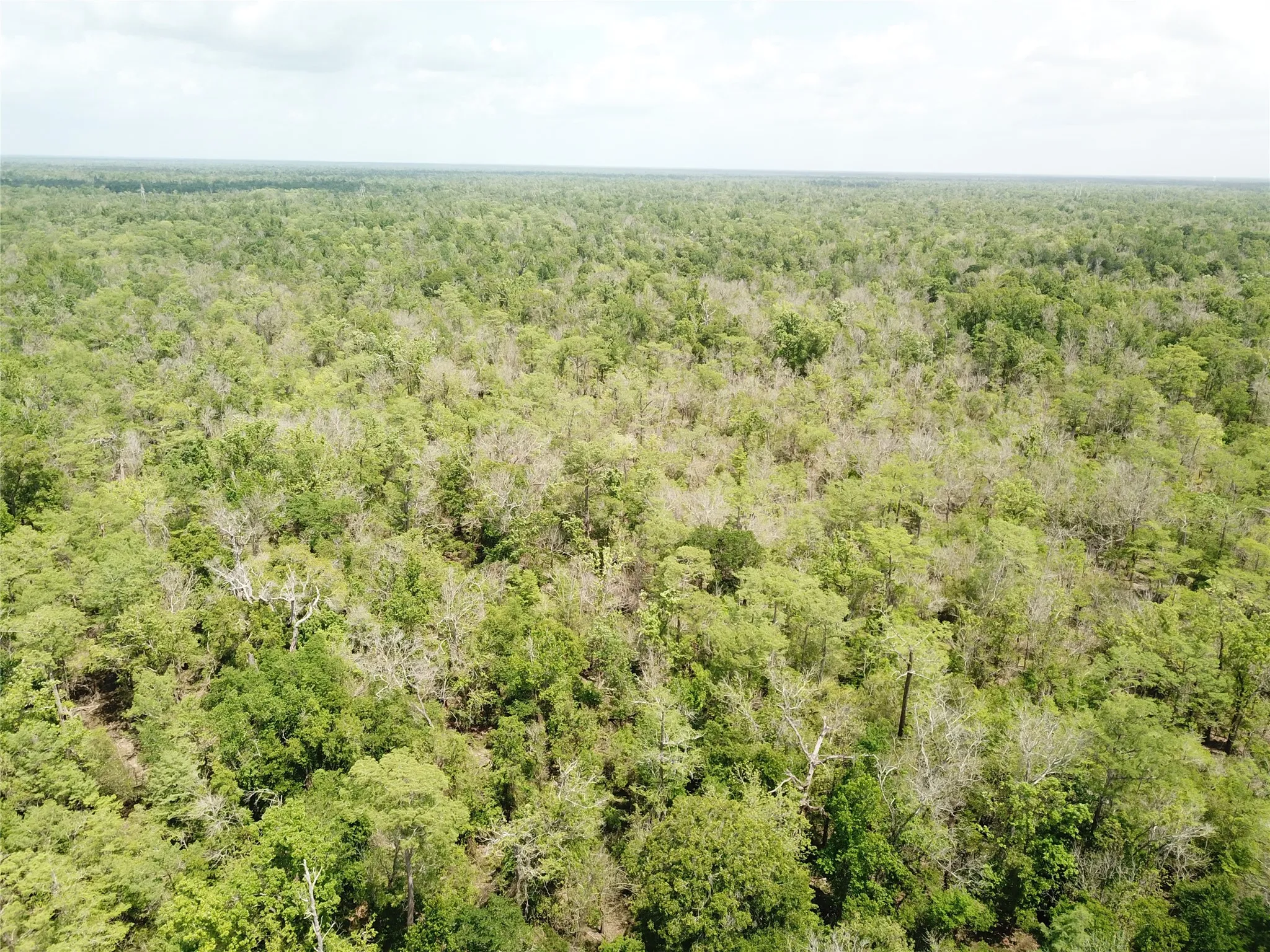 Unimproved Land For Sale in Newton County , 00 Indian Lake Road, Orange, Texas 77614, 0, 0, Garage spaces, 0 Sqft, built in 0, mls#21409646, Real Estate Agent in Orange, Homes For Sale in Newton county, Homes For Sale in Orange, Realtor in Orange Texas, Real Estate Brokerage Independent Realty Texas, Luminita Cordes Realtor