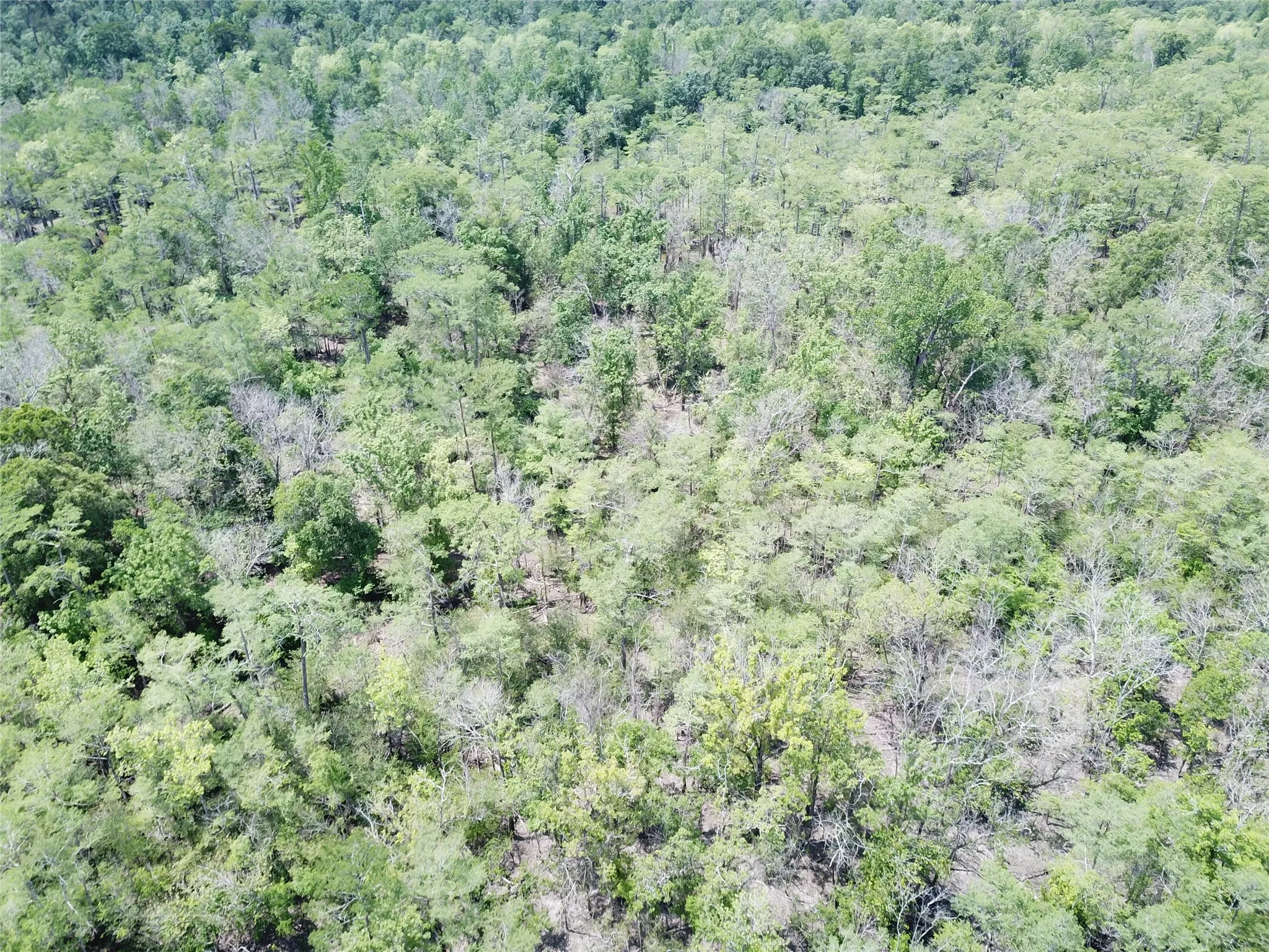 Unimproved Land For Sale in Newton County , 00 Indian Lake Road, Orange, Texas 77614, 0, 0, Garage spaces, 0 Sqft, built in 0, mls#21409646, Real Estate Agent in Orange, Homes For Sale in Newton county, Homes For Sale in Orange, Realtor in Orange Texas, Real Estate Brokerage Independent Realty Texas, Luminita Cordes Realtor