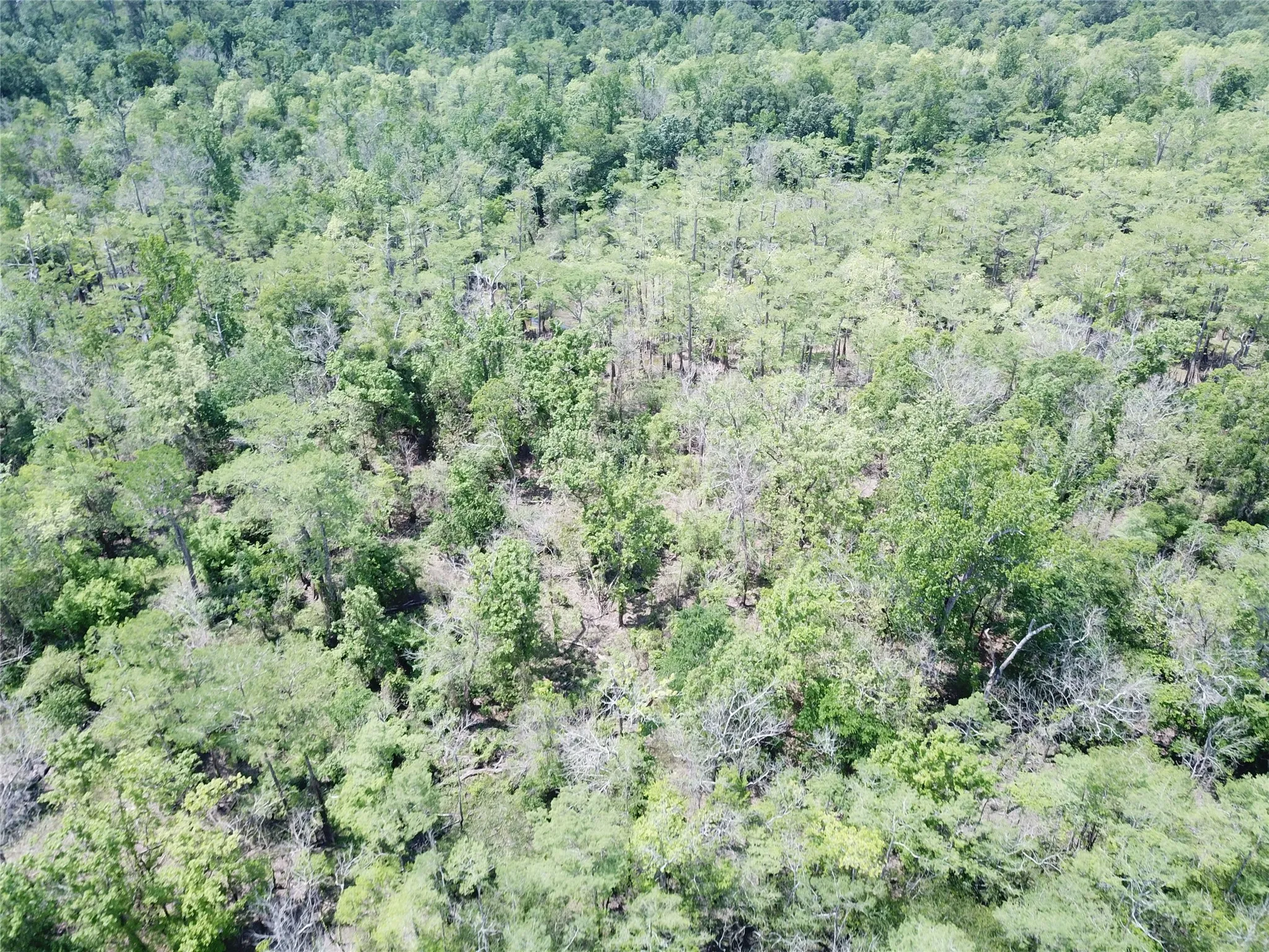 Unimproved Land For Sale in Newton County , 00 Indian Lake Road, Orange, Texas 77614, 0, 0, Garage spaces, 0 Sqft, built in 0, mls#21409646, Real Estate Agent in Orange, Homes For Sale in Newton county, Homes For Sale in Orange, Realtor in Orange Texas, Real Estate Brokerage Independent Realty Texas, Luminita Cordes Realtor