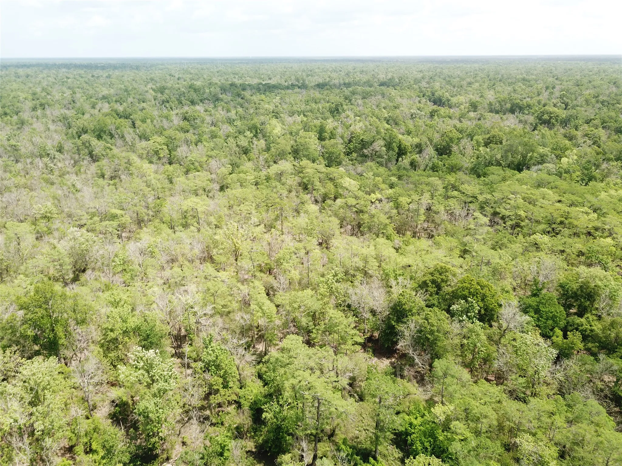 Unimproved Land For Sale in Newton County , 00 Indian Lake Road, Orange, Texas 77614, 0, 0, Garage spaces, 0 Sqft, built in 0, mls#21409646, Real Estate Agent in Orange, Homes For Sale in Newton county, Homes For Sale in Orange, Realtor in Orange Texas, Real Estate Brokerage Independent Realty Texas, Luminita Cordes Realtor