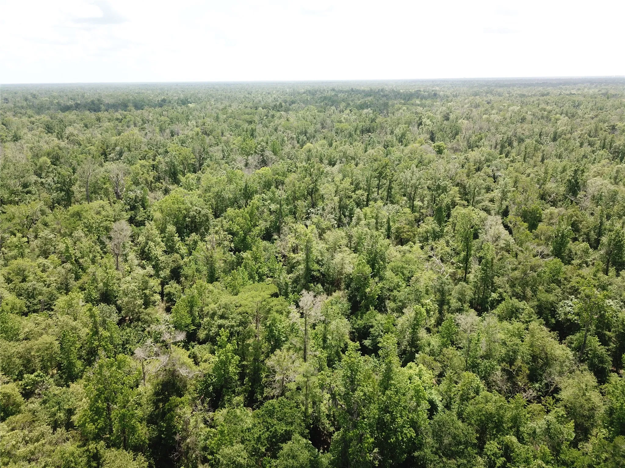 Unimproved Land For Sale in Newton County , 00 Indian Lake Road, Orange, Texas 77614, 0, 0, Garage spaces, 0 Sqft, built in 0, mls#21409646, Real Estate Agent in Orange, Homes For Sale in Newton county, Homes For Sale in Orange, Realtor in Orange Texas, Real Estate Brokerage Independent Realty Texas, Luminita Cordes Realtor