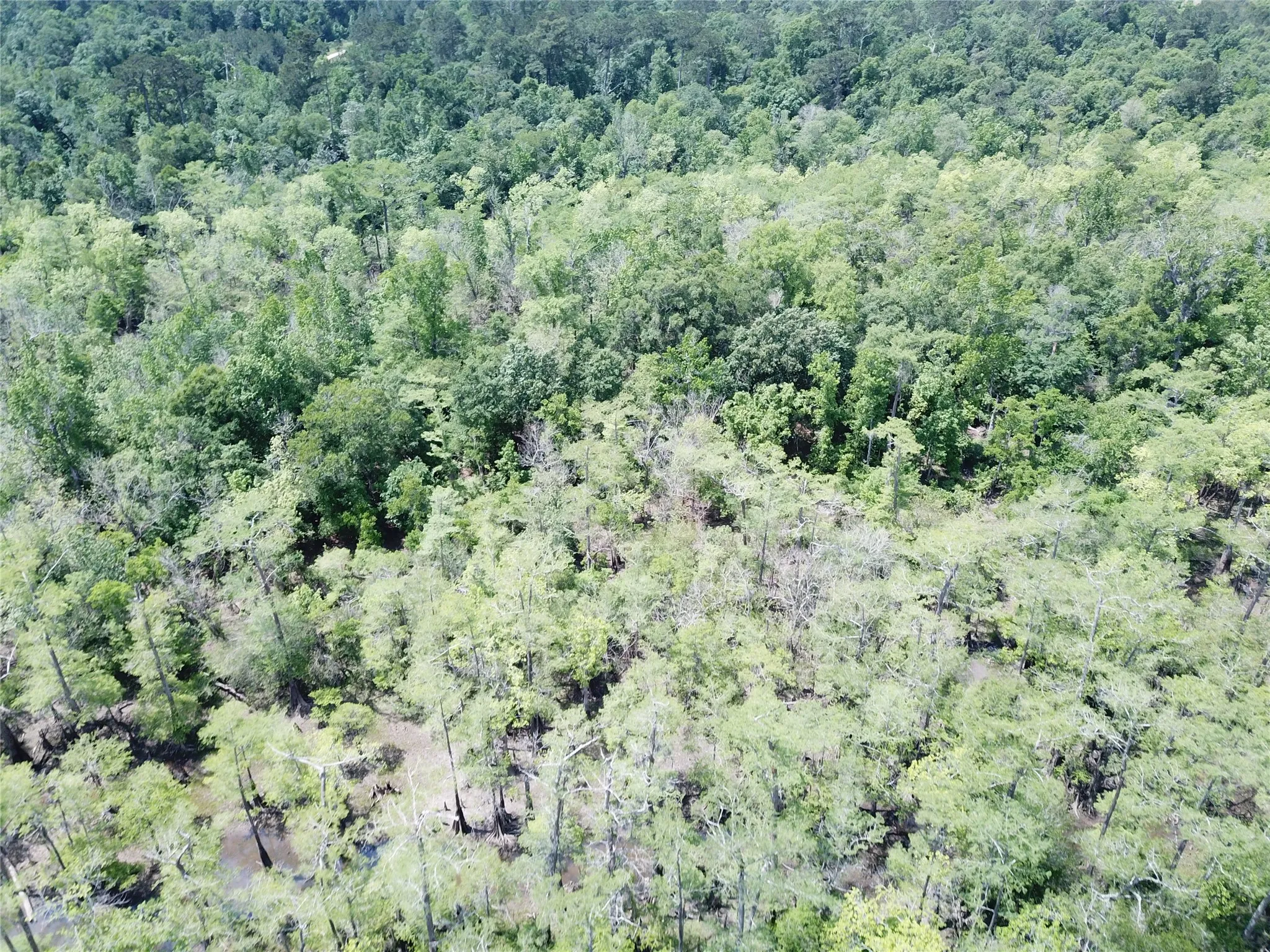 Unimproved Land For Sale in Newton County , 00 Indian Lake Road, Orange, Texas 77614, 0, 0, Garage spaces, 0 Sqft, built in 0, mls#21409646, Real Estate Agent in Orange, Homes For Sale in Newton county, Homes For Sale in Orange, Realtor in Orange Texas, Real Estate Brokerage Independent Realty Texas, Luminita Cordes Realtor