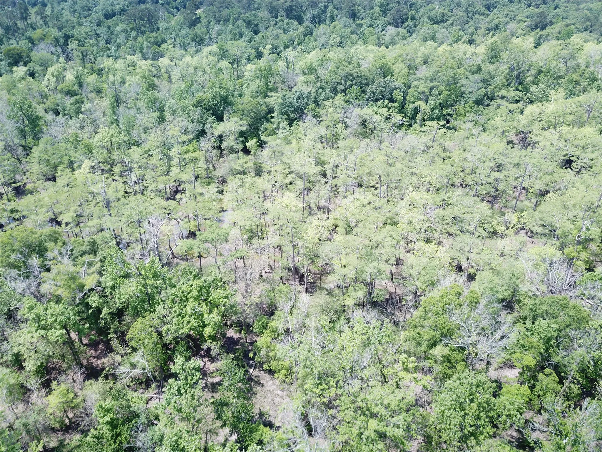 Unimproved Land For Sale in Newton County , 00 Indian Lake Road, Orange, Texas 77614, 0, 0, Garage spaces, 0 Sqft, built in 0, mls#21409646, Real Estate Agent in Orange, Homes For Sale in Newton county, Homes For Sale in Orange, Realtor in Orange Texas, Real Estate Brokerage Independent Realty Texas, Luminita Cordes Realtor