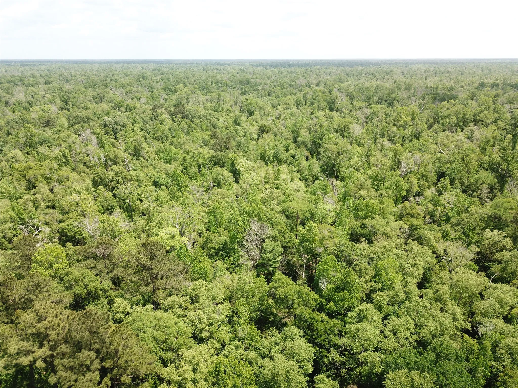 Unimproved Land For Sale in Newton County , 00 Indian Lake Road, Orange, Texas 77614, 0, 0, Garage spaces, 0 Sqft, built in 0, mls#21409646, Real Estate Agent in Orange, Homes For Sale in Newton county, Homes For Sale in Orange, Realtor in Orange Texas, Real Estate Brokerage Independent Realty Texas, Luminita Cordes Realtor