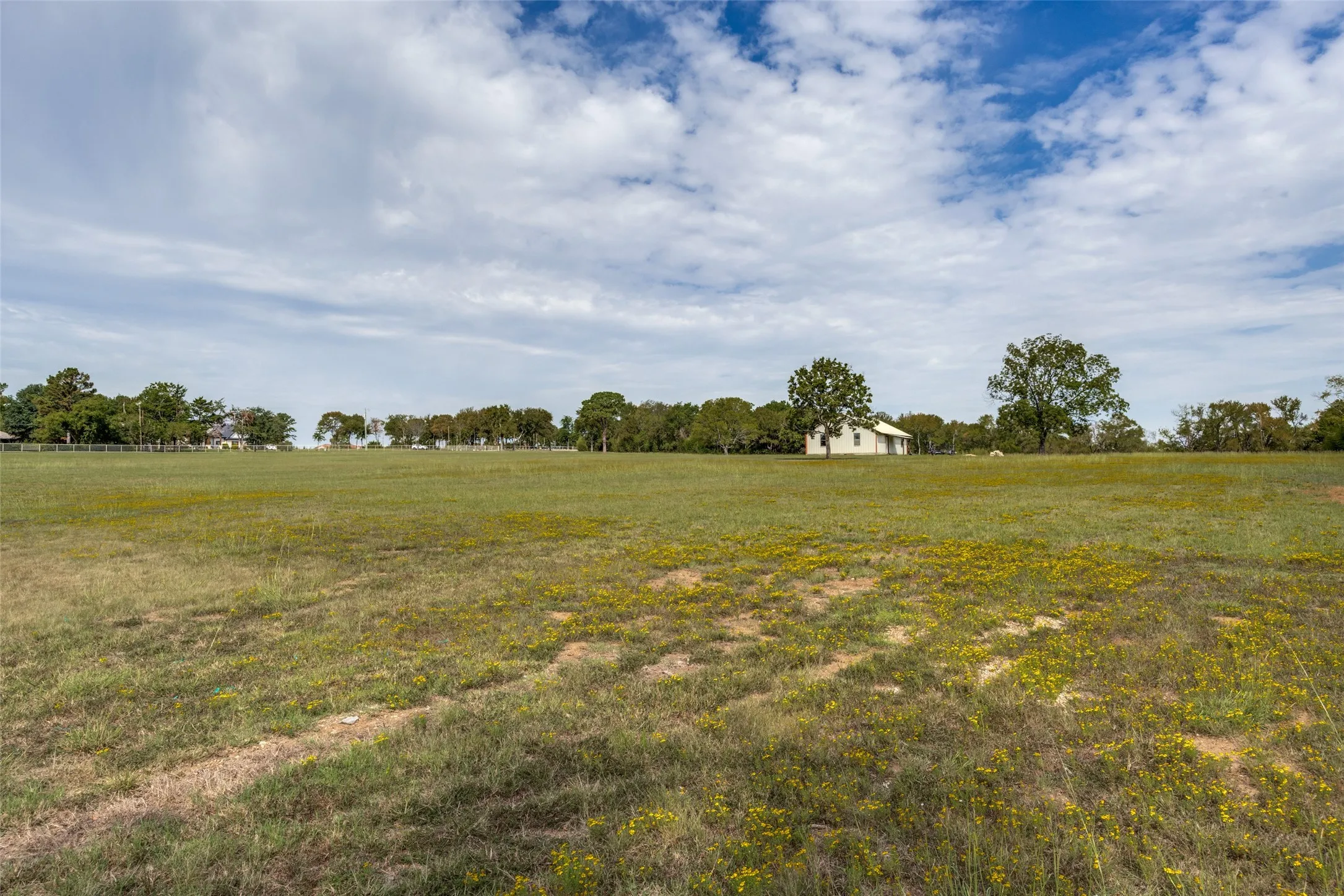 Expansive grassy field with scattered small yellow wildflowers