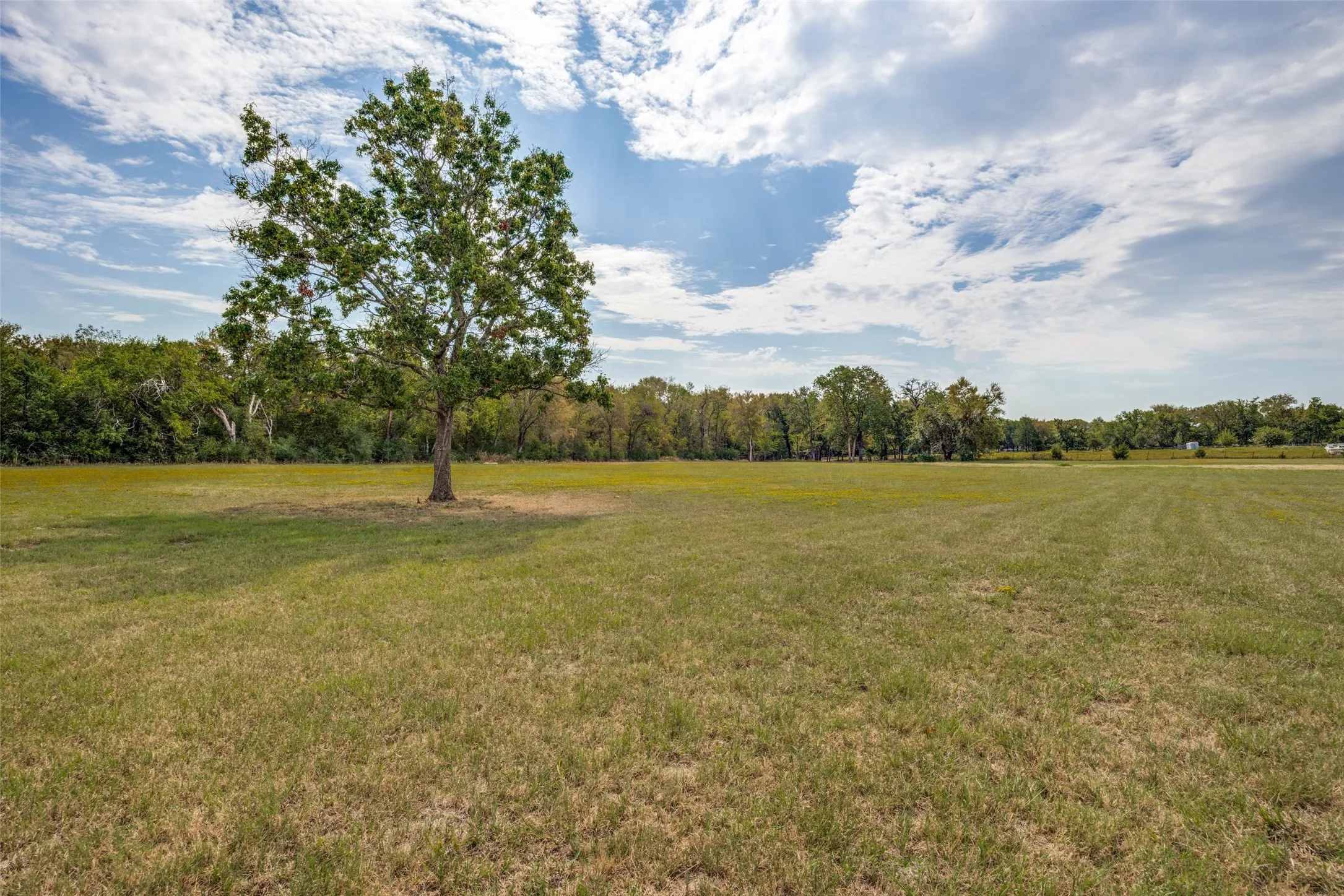 Expansive grass field featuring a mature tree