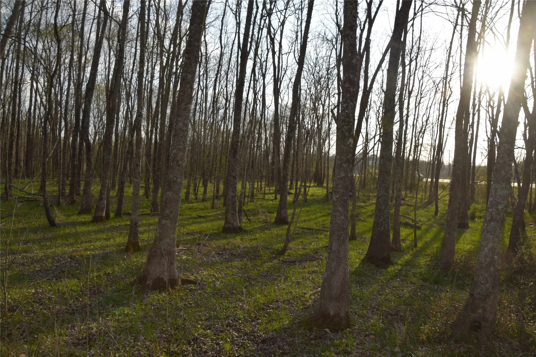 Unimproved Land For Sale in Anderson County , 9781 S Highway 79, Palestine, Texas 75801, 0, 0, Garage spaces, 0 Sqft, built in 0, mls#21409708, Real Estate Agent in Palestine, Homes For Sale in Anderson county, Homes For Sale in Palestine, Realtor in Palestine Texas, Real Estate Brokerage Independent Realty Texas, Luminita Cordes Realtor
