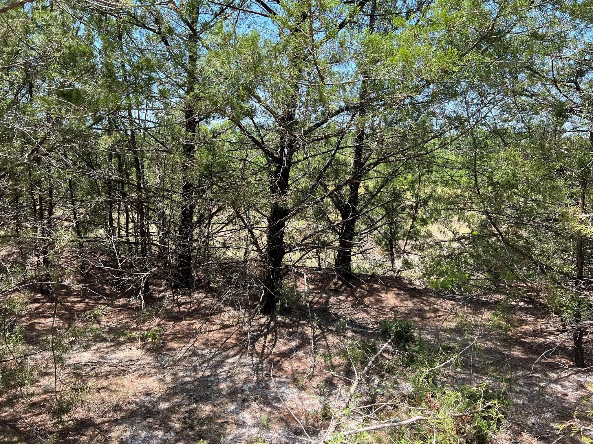 Unimproved Land For Sale in Grayson County , 11AC Pilot Grove Road, Whitewright, Texas 75491, 0, 0, Garage spaces, 0 Sqft, built in 0, mls#21410186, Real Estate Agent in Whitewright, Homes For Sale in Grayson county, Homes For Sale in Whitewright, Realtor in Whitewright Texas, Real Estate Brokerage Independent Realty Texas, Luminita Cordes Realtor