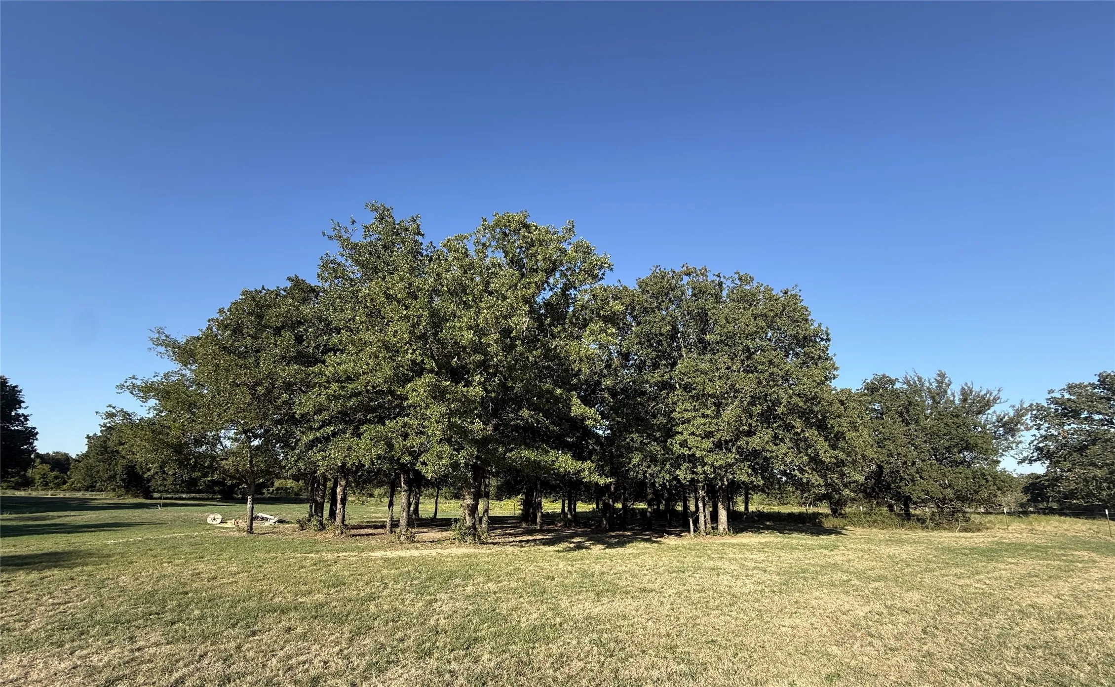Post Oak trees on property