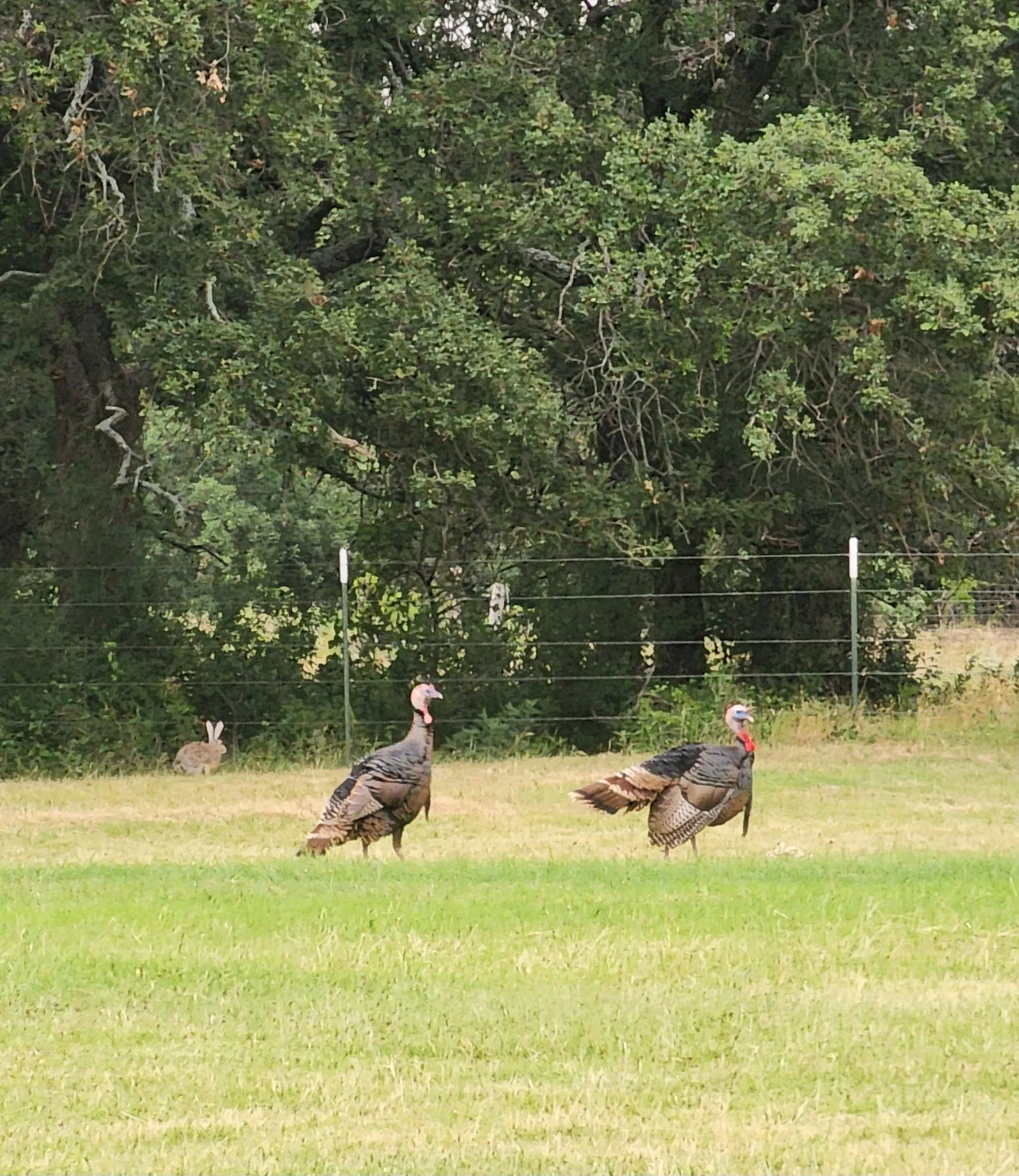 Visiting Neighbors