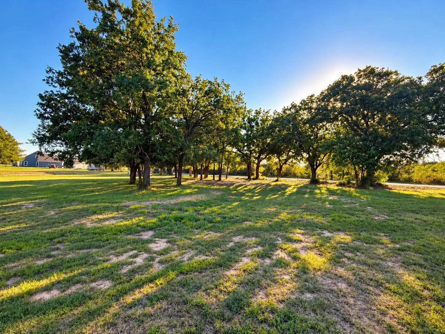 Trees at front of property.