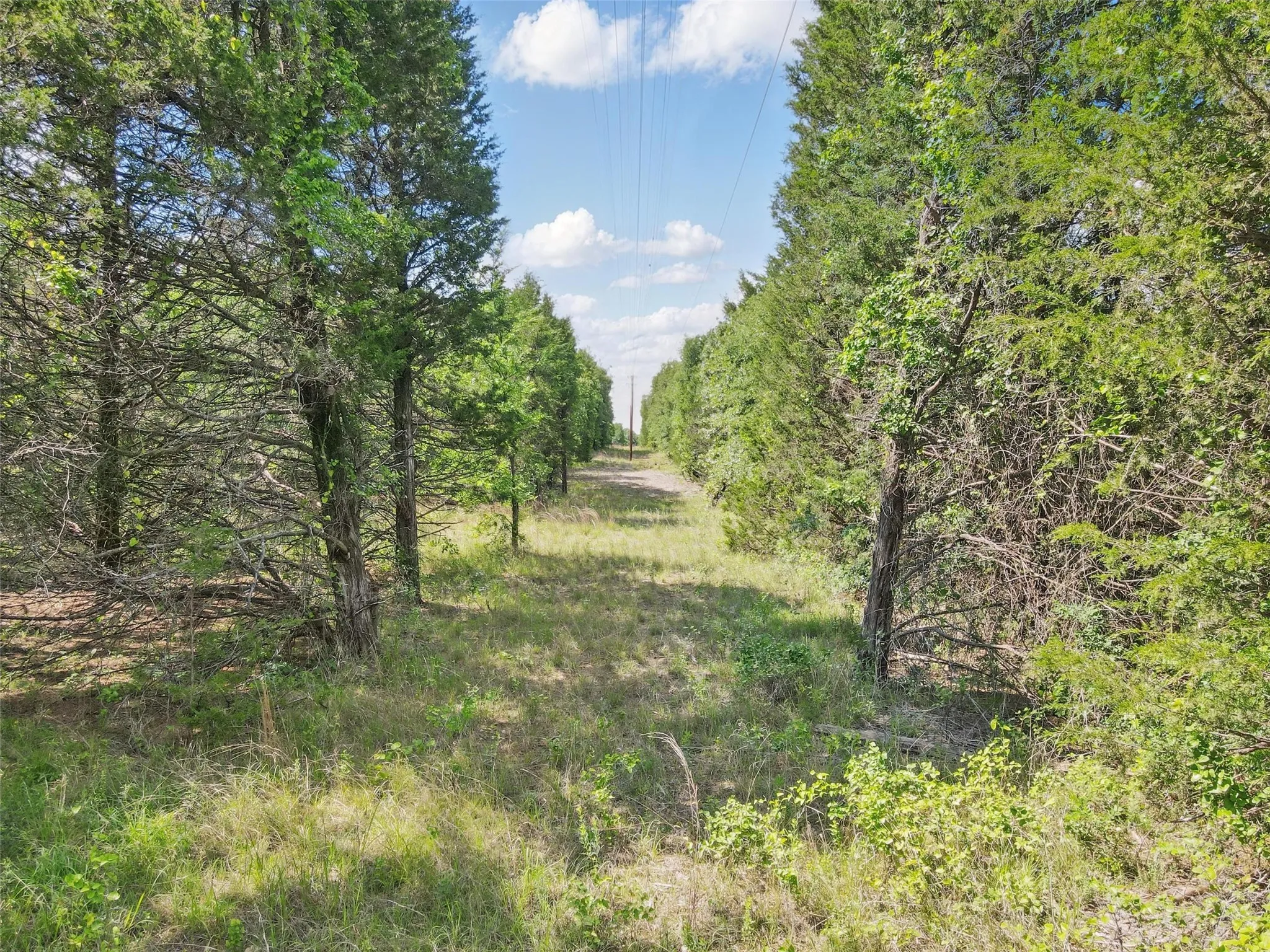 Expansive natural landscape featuring a treeline along a grassy clearing