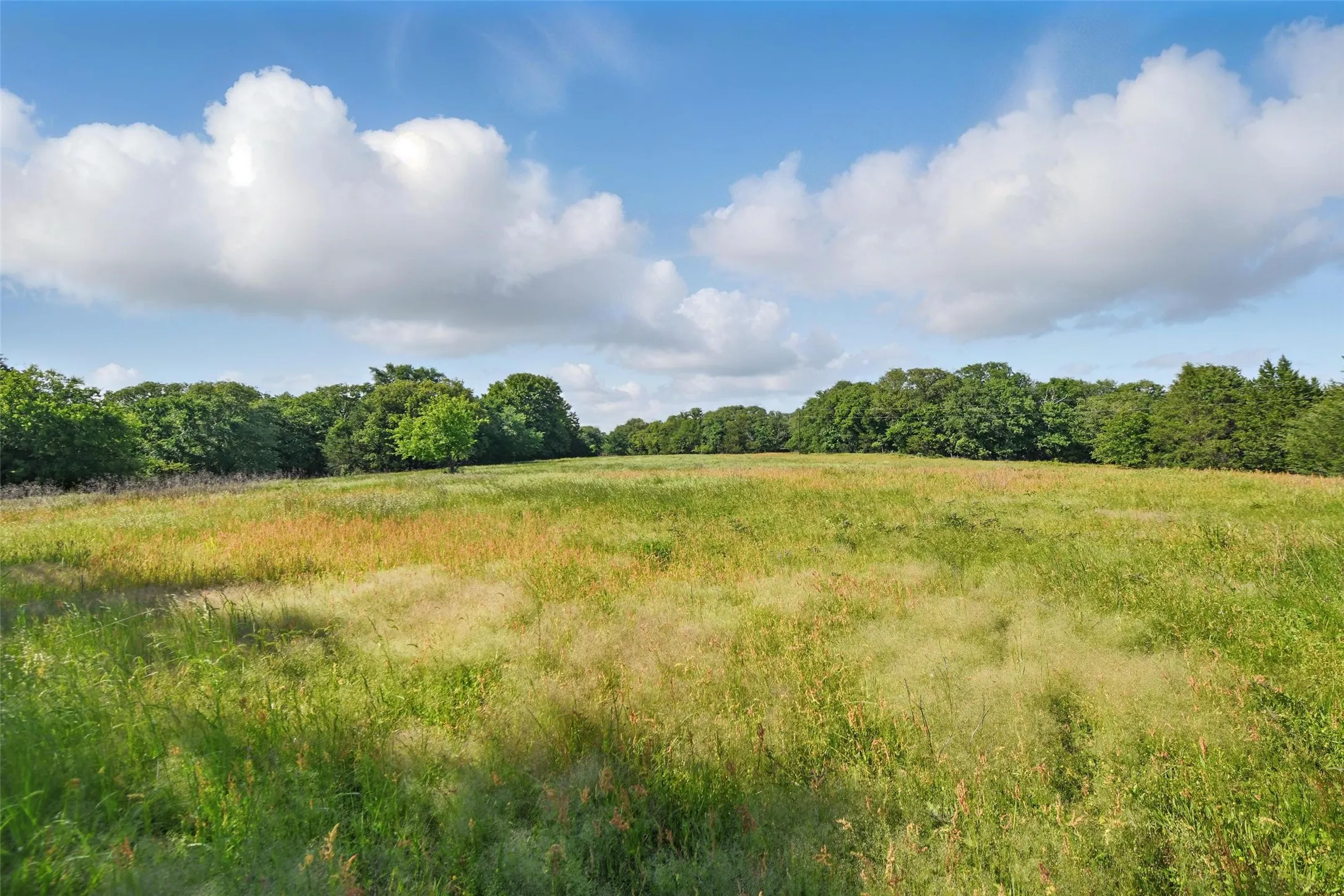 Expansive open field with natural grasses and mature trees at the perimeter