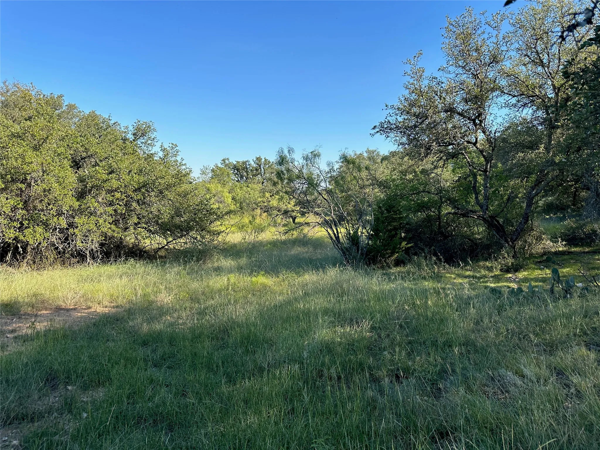 Expansive grassy clearing surrounded by lush natural foliage and mature trees