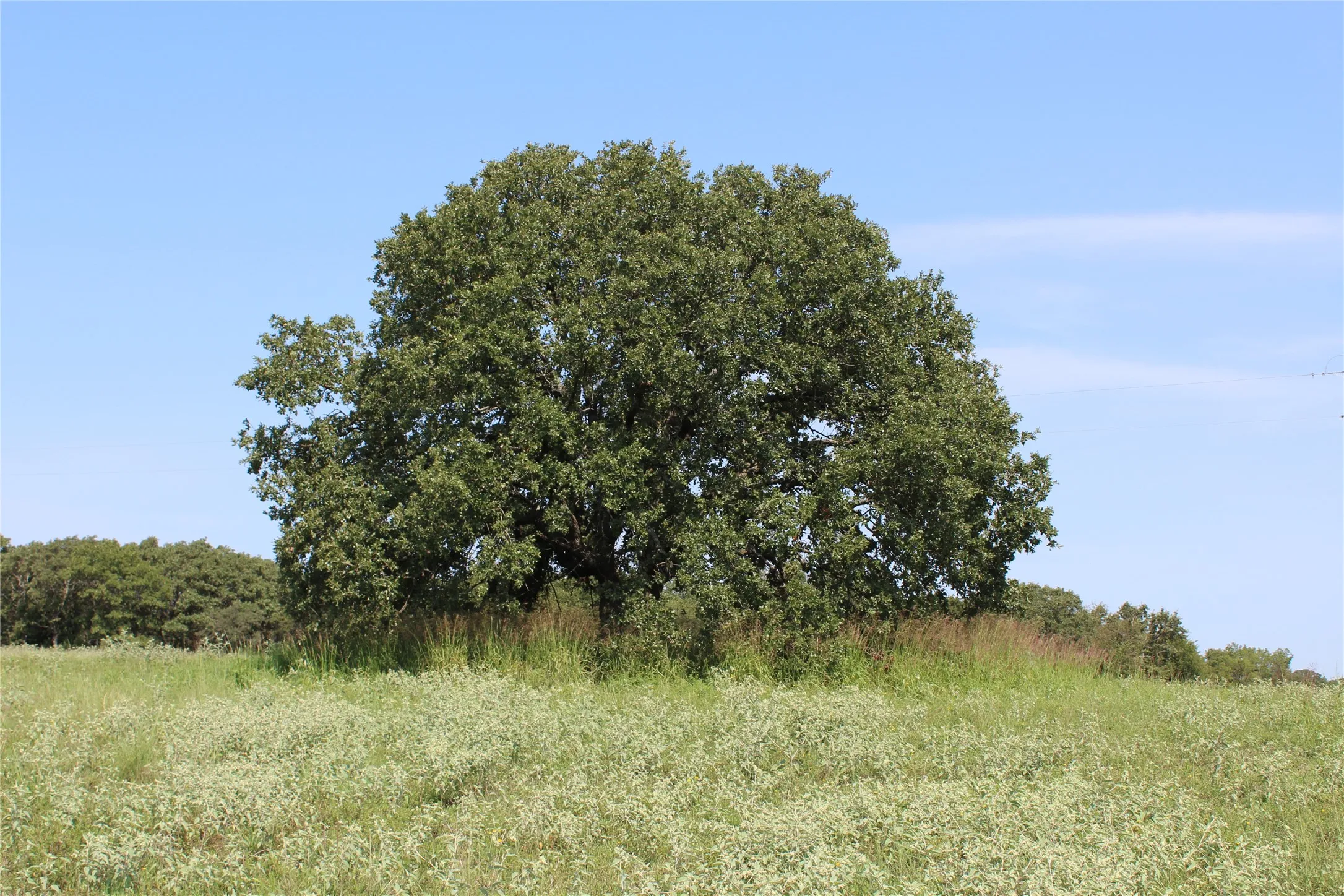 Unimproved Land For Sale in Montague County , 0000 Blackjack Pkwy, Nocona, Texas 76255, 0, 0, Garage spaces, 0 Sqft, built in 0, mls#21410579, Real Estate Agent in Nocona, Homes For Sale in Montague county, Homes For Sale in Nocona, Realtor in Nocona Texas, Real Estate Brokerage Independent Realty Texas, Luminita Cordes Realtor