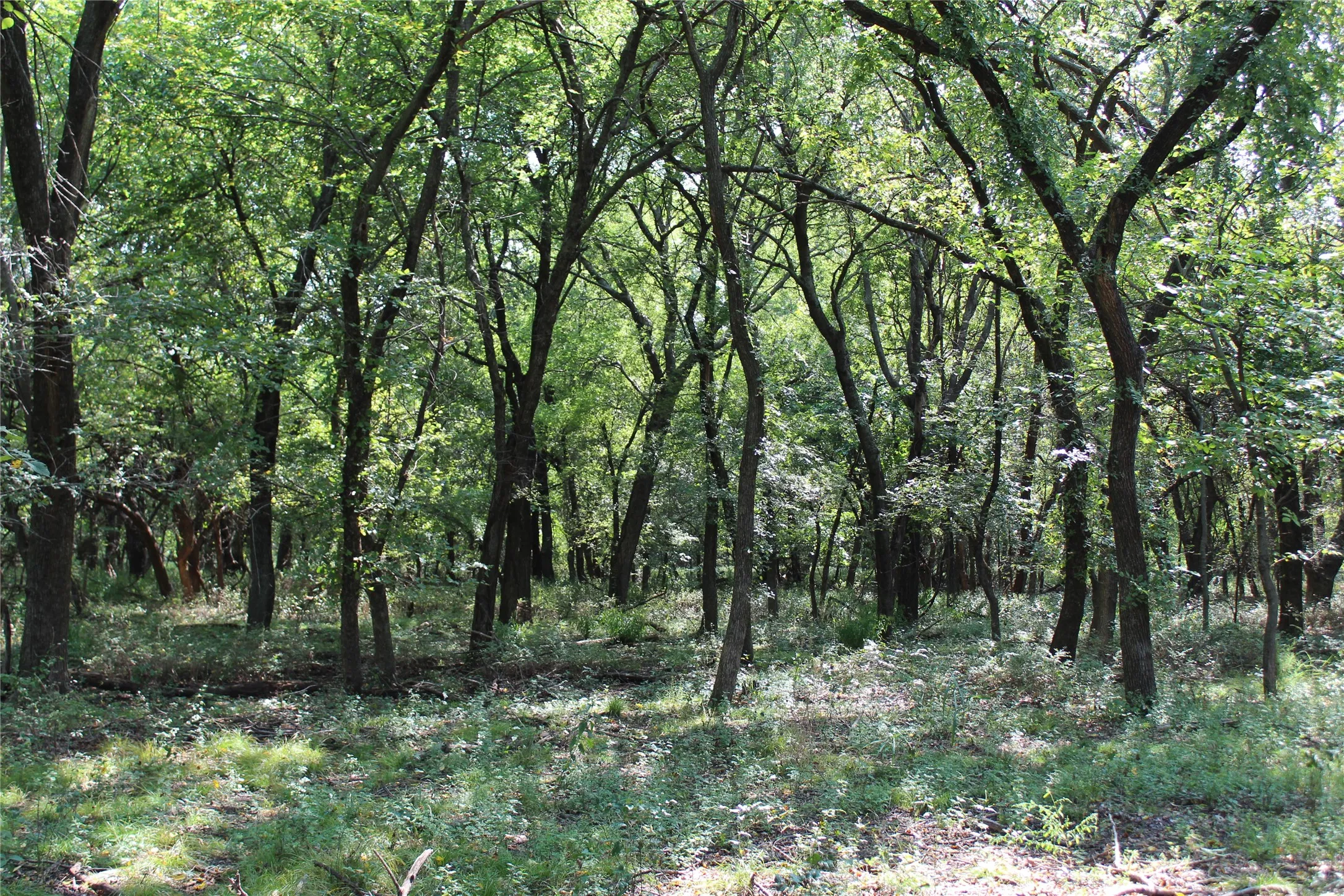 Unimproved Land For Sale in Montague County , 0000 Blackjack Pkwy, Nocona, Texas 76255, 0, 0, Garage spaces, 0 Sqft, built in 0, mls#21410579, Real Estate Agent in Nocona, Homes For Sale in Montague county, Homes For Sale in Nocona, Realtor in Nocona Texas, Real Estate Brokerage Independent Realty Texas, Luminita Cordes Realtor