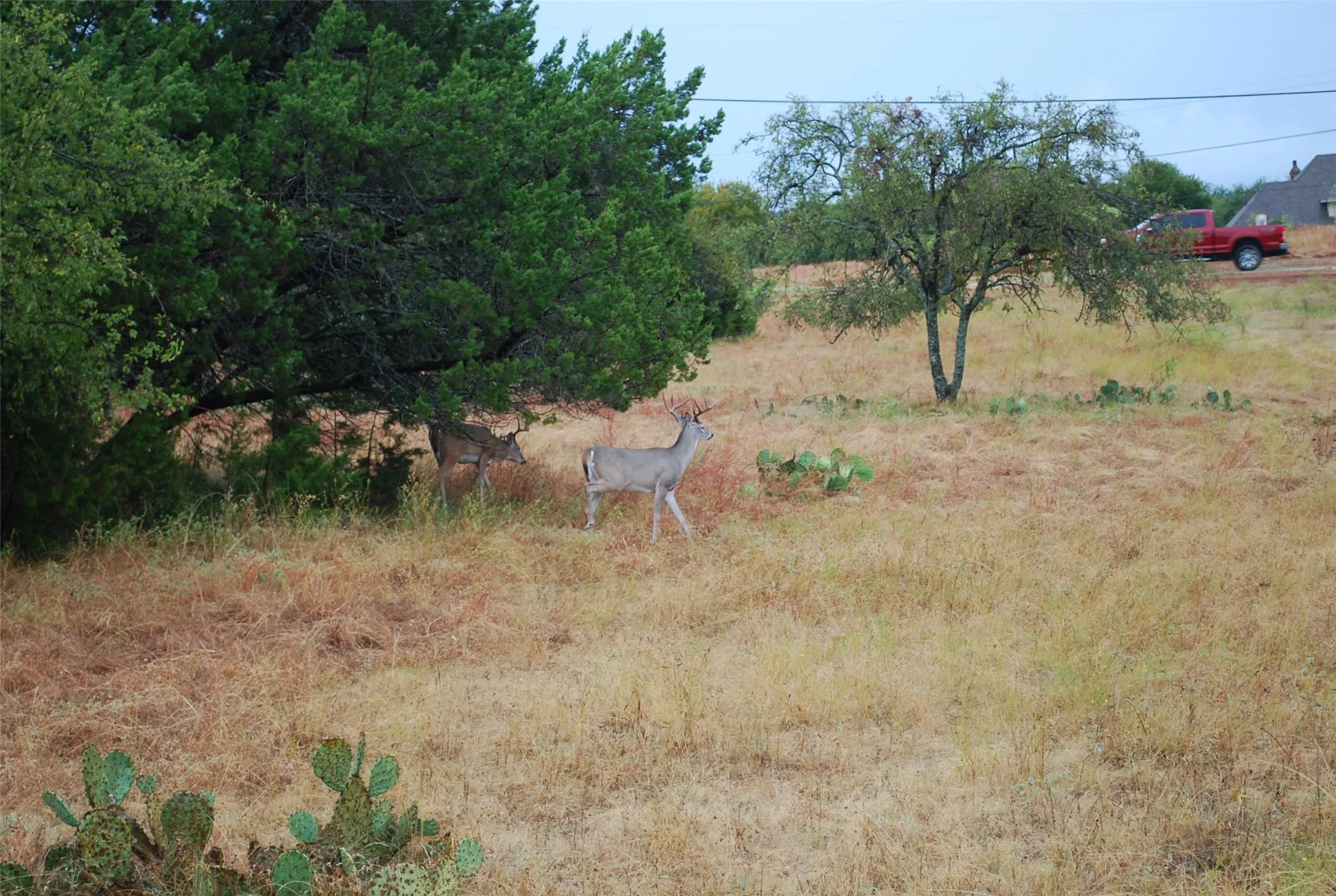 Unimproved Land For Sale in Hill County , 42201 Preston Trail, Whitney, Texas 76692, 0, 0, Garage spaces, 0 Sqft, built in 0, mls#21410088, Real Estate Agent in Whitney, Homes For Sale in Hill county, Homes For Sale in Whitney, Realtor in Whitney Texas, Real Estate Brokerage Independent Realty Texas, Luminita Cordes Realtor