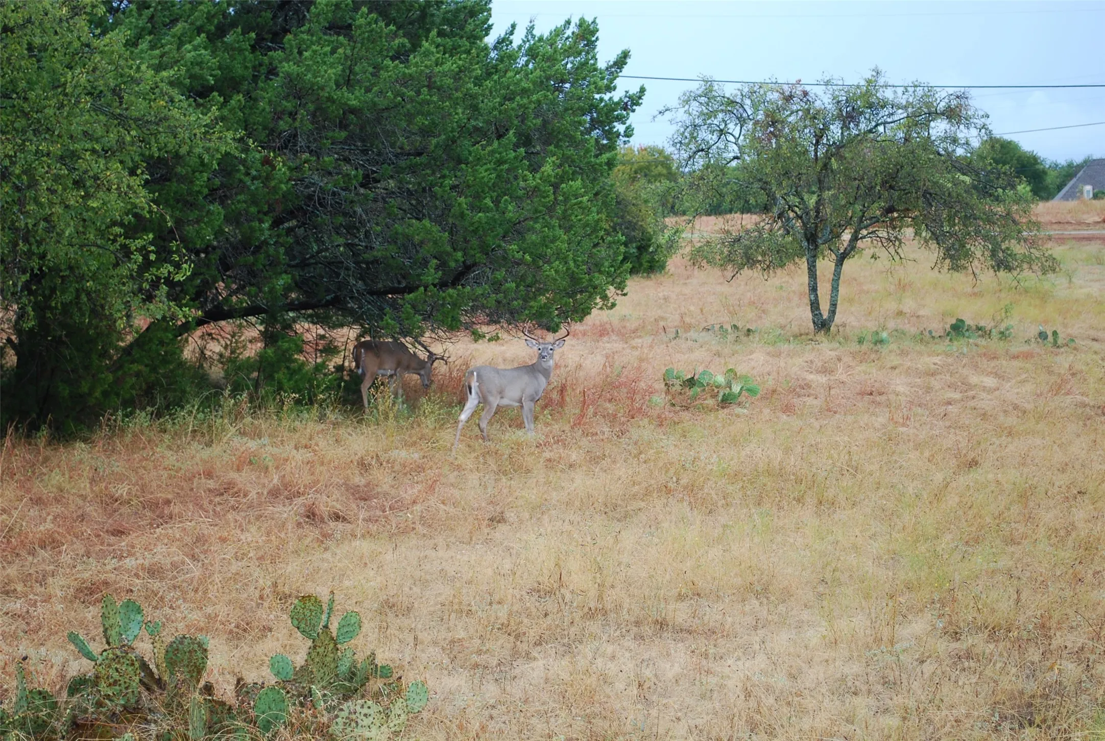 Unimproved Land For Sale in Hill County , 42201 Preston Trail, Whitney, Texas 76692, 0, 0, Garage spaces, 0 Sqft, built in 0, mls#21410088, Real Estate Agent in Whitney, Homes For Sale in Hill county, Homes For Sale in Whitney, Realtor in Whitney Texas, Real Estate Brokerage Independent Realty Texas, Luminita Cordes Realtor