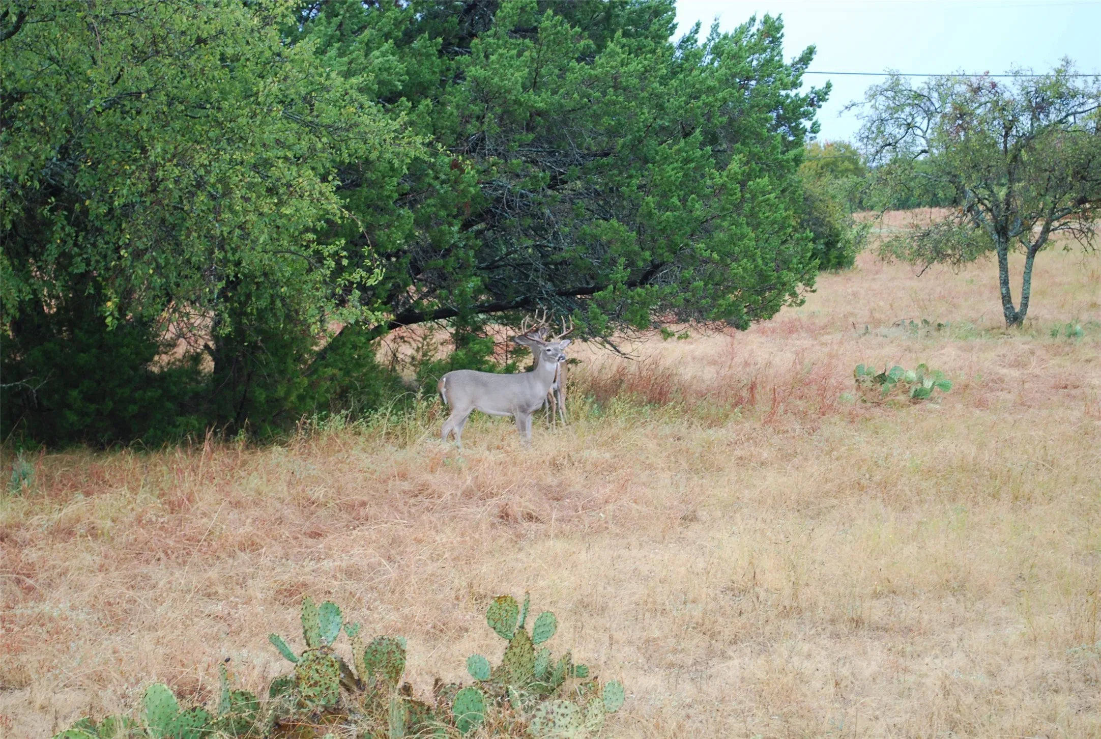 Unimproved Land For Sale in Hill County , 42201 Preston Trail, Whitney, Texas 76692, 0, 0, Garage spaces, 0 Sqft, built in 0, mls#21410088, Real Estate Agent in Whitney, Homes For Sale in Hill county, Homes For Sale in Whitney, Realtor in Whitney Texas, Real Estate Brokerage Independent Realty Texas, Luminita Cordes Realtor