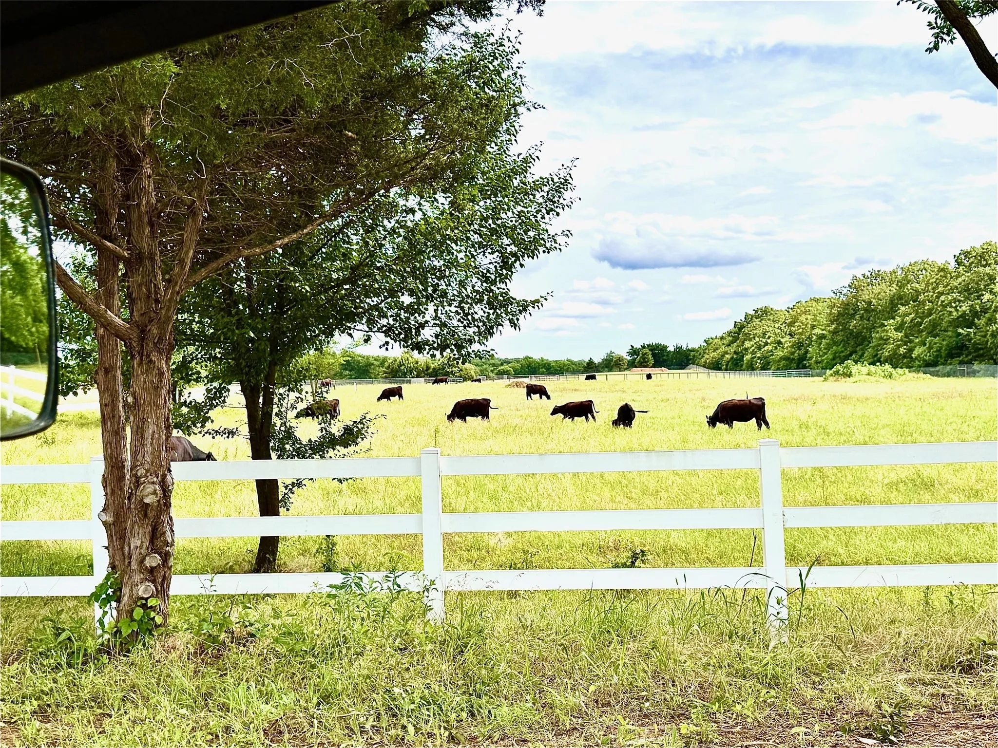 Looking at pasture from the road