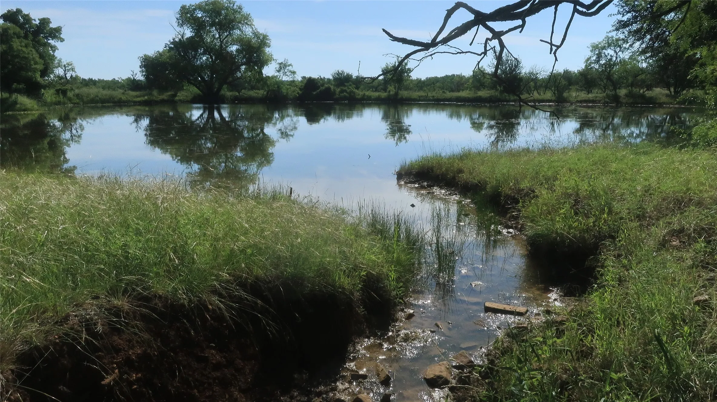 Pond view