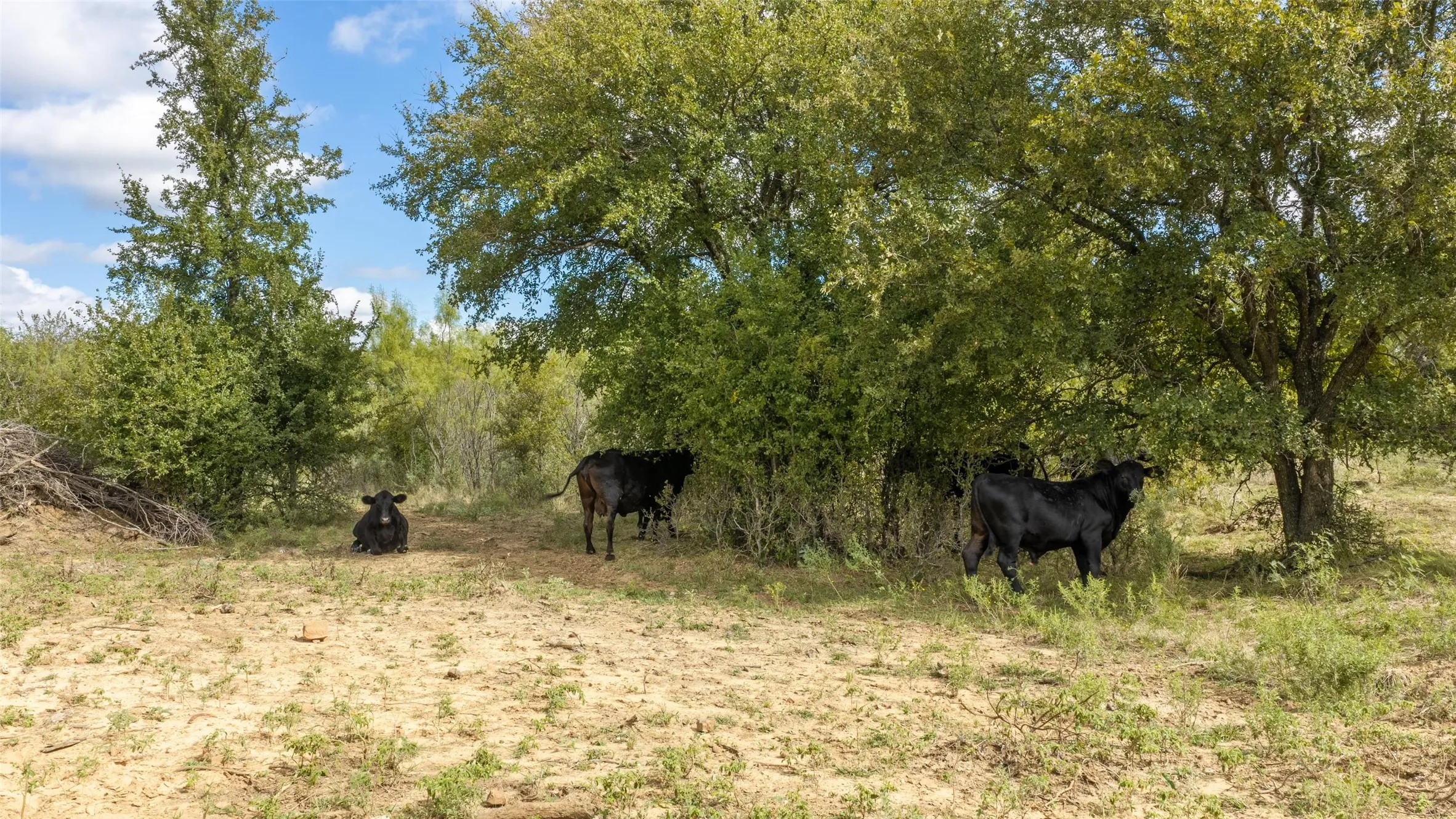 Cattle