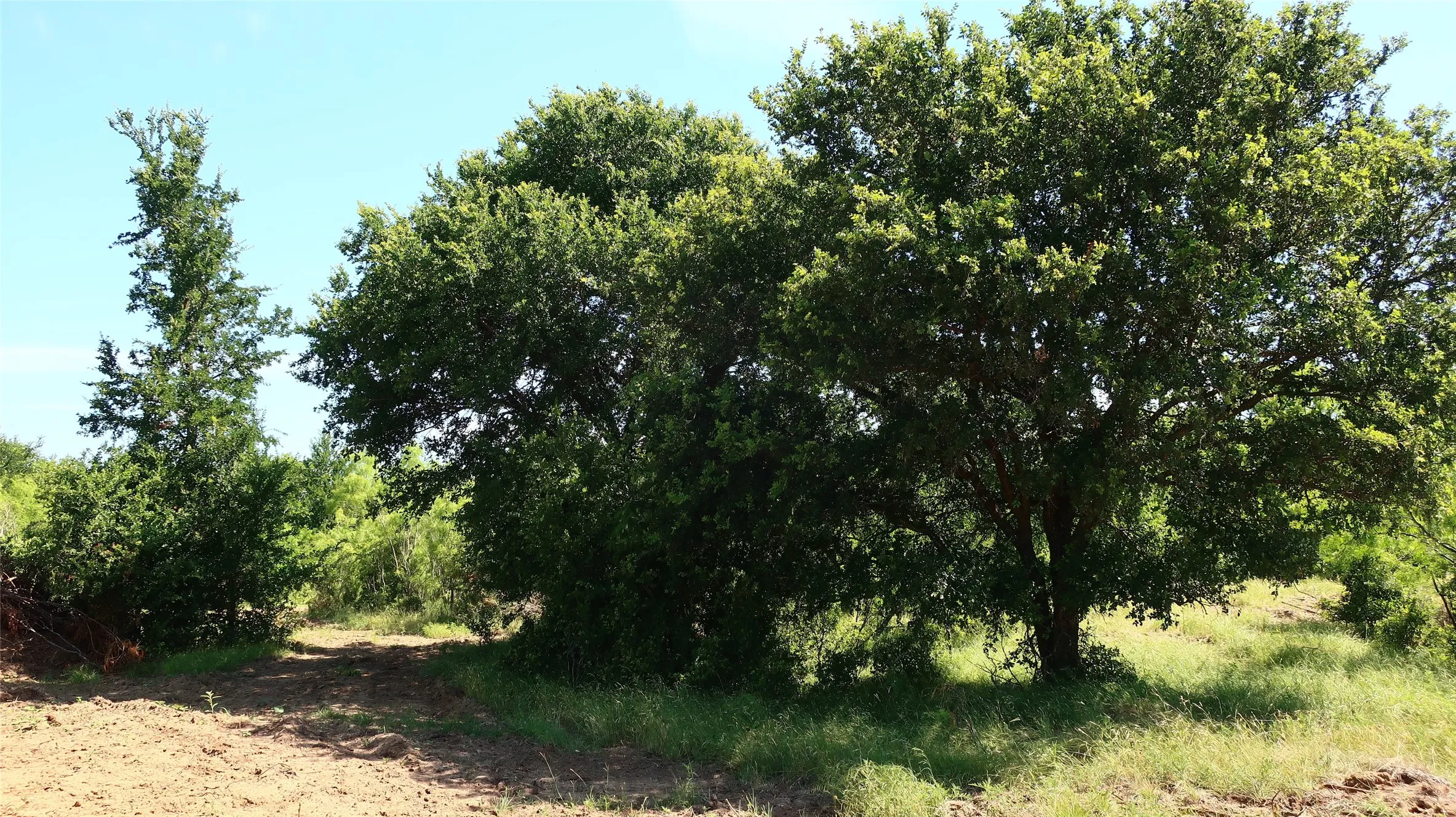 Large trees