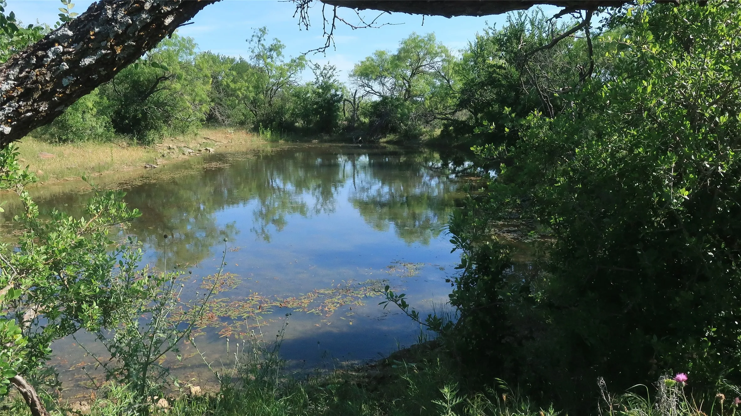 Pond view