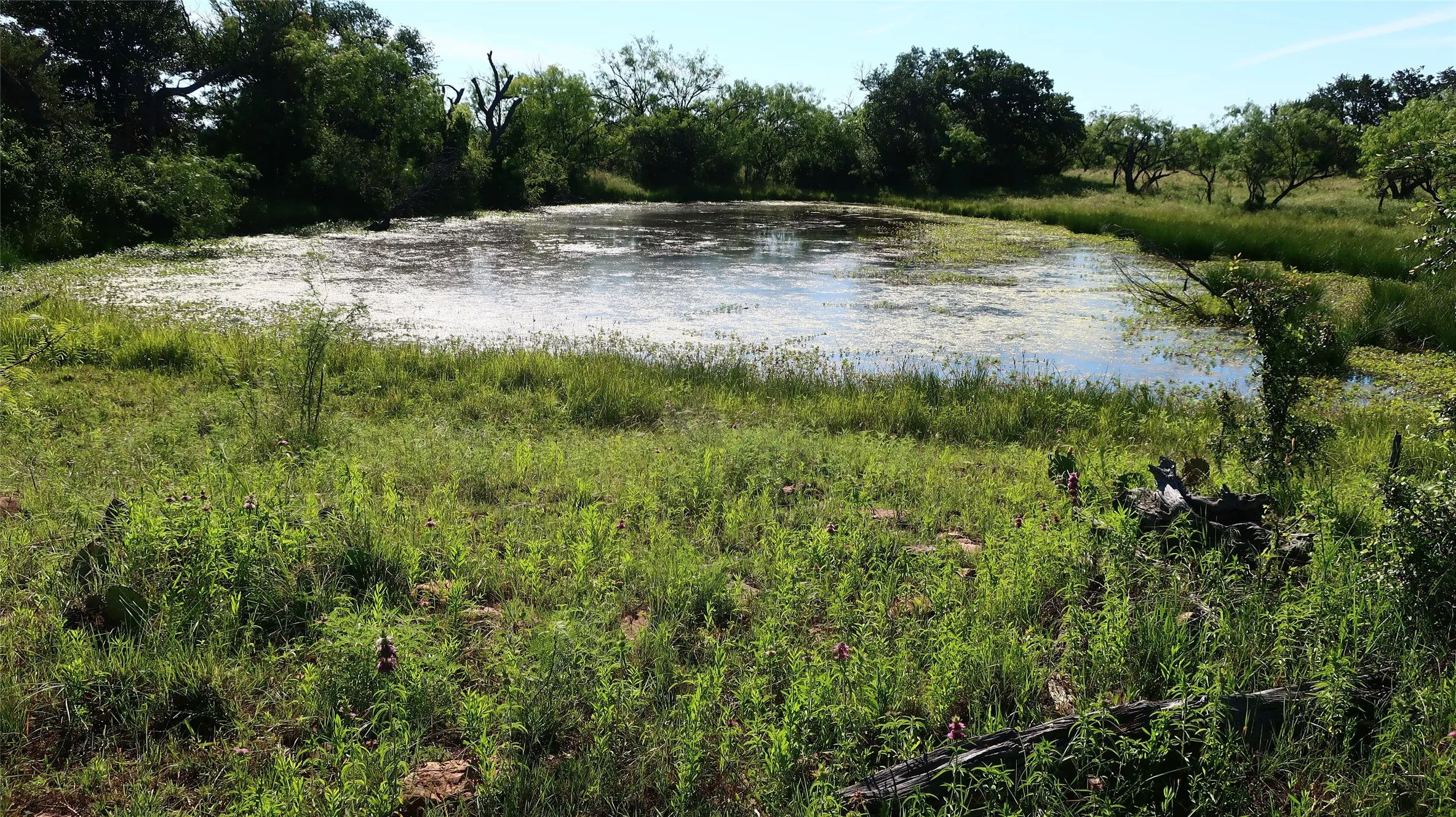Pond view