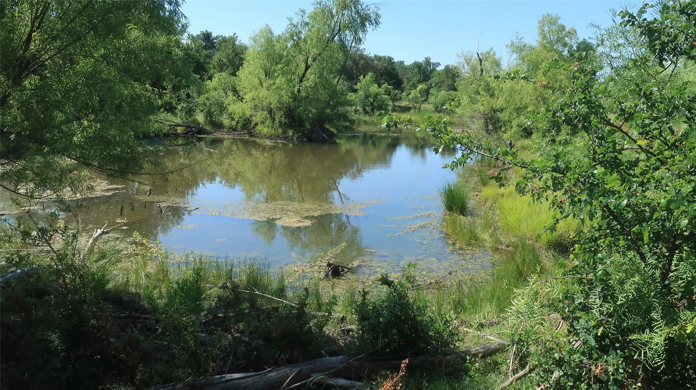 Pond view