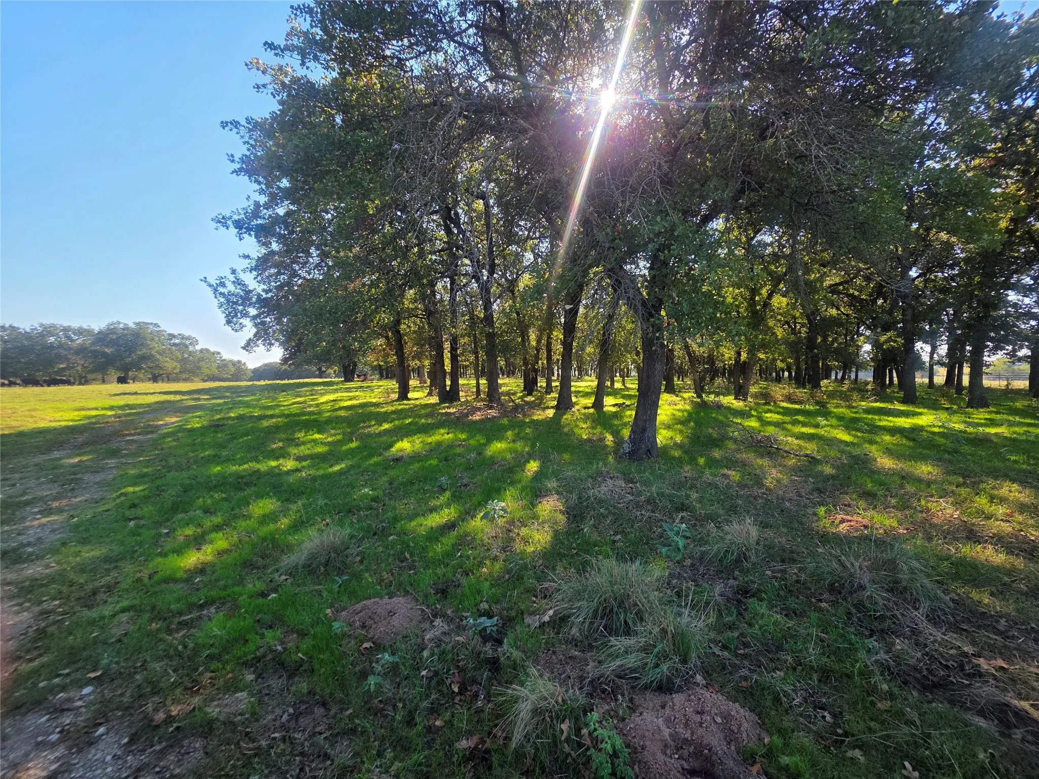 Improved Land For Sale in Montague County , 2519 Upper Montague Road, Bowie, Texas 76230, 0, 0, Garage spaces, 0 Sqft, built in 0, mls#21398988, Real Estate Agent in Bowie, Homes For Sale in Montague county, Homes For Sale in Bowie, Realtor in Bowie Texas, Real Estate Brokerage Independent Realty Texas, Luminita Cordes Realtor
