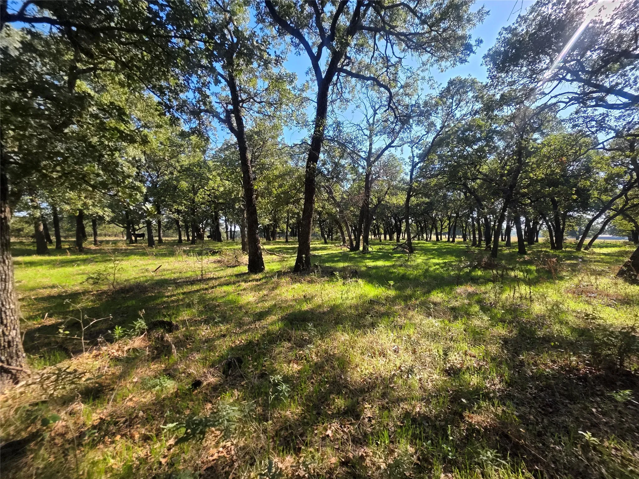 Improved Land For Sale in Montague County , 2519 Upper Montague Road, Bowie, Texas 76230, 0, 0, Garage spaces, 0 Sqft, built in 0, mls#21398988, Real Estate Agent in Bowie, Homes For Sale in Montague county, Homes For Sale in Bowie, Realtor in Bowie Texas, Real Estate Brokerage Independent Realty Texas, Luminita Cordes Realtor