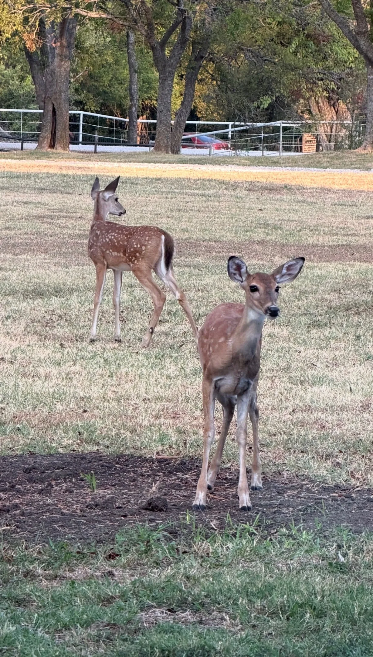 Fawns