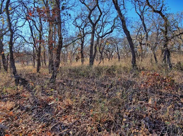Unimproved Land For Sale in Montague County , 103 Diamond Oaks Drive, Nocona, Texas 76255, 0, 0, Garage spaces, 0 Sqft, built in 0, mls#21411291, Real Estate Agent in Nocona, Homes For Sale in Montague county, Homes For Sale in Nocona, Realtor in Nocona Texas, Real Estate Brokerage Independent Realty Texas, Luminita Cordes Realtor