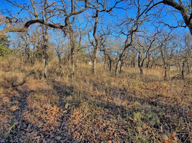 Unimproved Land For Sale in Montague County , 103 Diamond Oaks Drive, Nocona, Texas 76255, 0, 0, Garage spaces, 0 Sqft, built in 0, mls#21411291, Real Estate Agent in Nocona, Homes For Sale in Montague county, Homes For Sale in Nocona, Realtor in Nocona Texas, Real Estate Brokerage Independent Realty Texas, Luminita Cordes Realtor