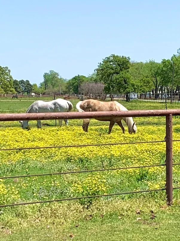Ranch For Sale in Denton County , 10145 Friendship Road, Pilot Point, Texas 76258, 0, 0, Garage spaces, 0 Sqft, built in 0, mls#21411286, Real Estate Agent in Pilot Point, Homes For Sale in Denton county, Homes For Sale in Pilot Point, Realtor in Pilot Point Texas, Real Estate Brokerage Independent Realty Texas, Luminita Cordes Realtor