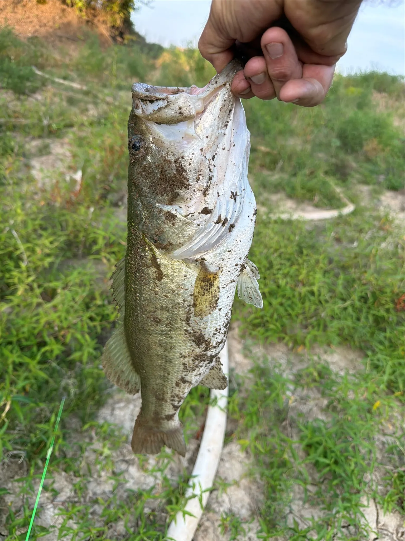 Nice fish in the pond fulfilling property enjoyment